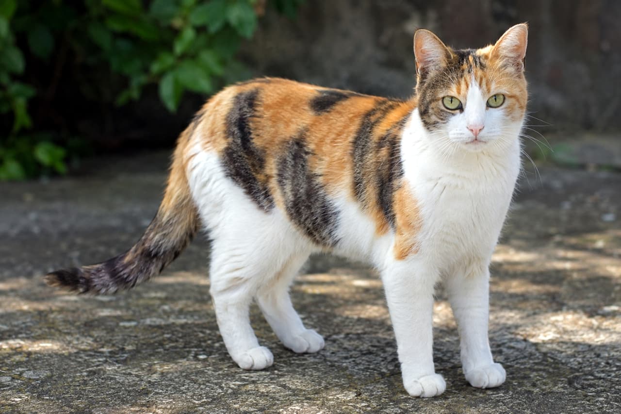 「これぞ王道の和風美人!☀️✨くっきり鮮やかな3色模様が美しい三毛猫ちゃん🐾」Ultra-realistic high-quality photograph of a calico cat standing on outdoor concrete. The sharp contrast of its black, vivid orange, and white fur is highlighted by natural sunlight. It looks sharply at the camera with yellow-green eyes, with softly blurred green foliage in the background. 屋外のコンクリートの地面に立つ、キャリコ(三毛猫)の成猫。黒、鮮やかな茶色、白のくっきりとした3色のコントラストが自然光に照らされて際立っている。キリッとしたイエローグリーンの瞳でカメラを見据え、背景には緑の植物がわずかにボケて写り込んでいる