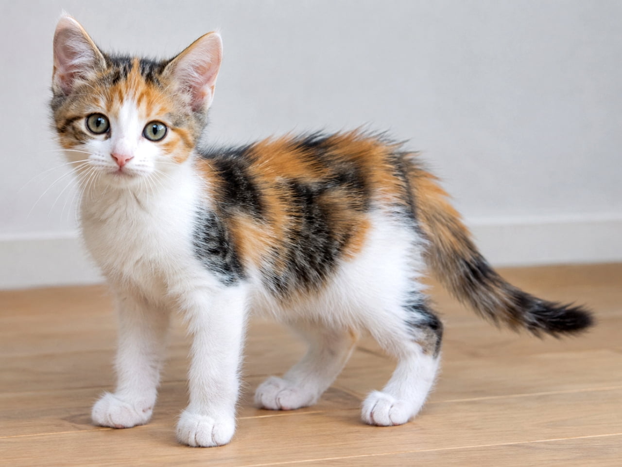 「キリッとしたお顔が頼もしい✨元気いっぱいに遊ぶ準備万端な三毛猫の子猫ちゃん🐾」Ultra-realistic high-quality photograph of a calico kitten standing on a wooden floor. Its fluffy fur, featuring a white base with vivid black and orange patches, is highly detailed. It looks directly at the camera with large round eyes, conveying innocence and energy. 明るい木製フローリングの上に立つ、キャリコ(三毛猫)の子猫。白をベースに、黒と茶色の鮮やかな模様が入ったふわふわの被毛が詳細に描写されている。大きな丸い瞳でカメラを真っ直ぐに見つめており、あどけなさと活発さが伝わってくる構図