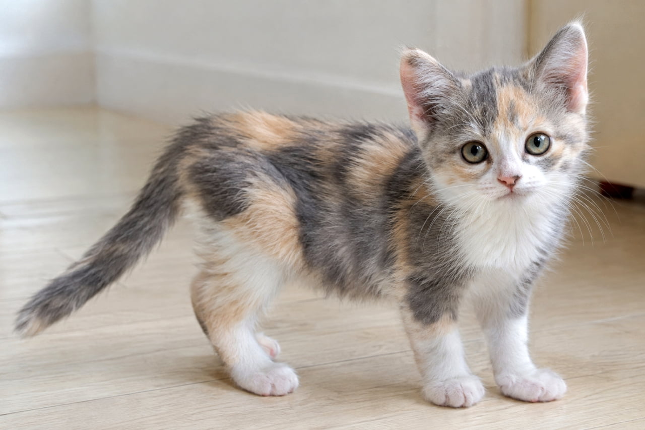 「ふわふわのパステルカラーに癒される✨好奇心いっぱいな淡い三毛猫の子猫ちゃん🐾」Ultra-realistic high-quality photograph of a dilute calico kitten standing on a light wooden floor. Its soft, fluffy fur in shades of grey, cream, and white is meticulously detailed. It looks curiously at the camera with large round eyes in a warmly lit room. 明るい色の木製フローリングの上に立つ、ダイリュートキャリコ(淡い三毛猫)の子猫。グレー、クリーム、白の柔らかくふわふわした被毛が詳細に描写されている。大きな丸い瞳で好奇心たっぷりにカメラを見つめ、室内には優しい光が差し込んでいる