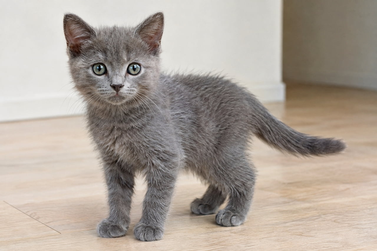 「このクールで大人びた表情、たまりません!🐈⬛✨ ふわふわのグレー子猫ちゃん、小さな王様のようですね」A high-resolution photo of a fluffy grey kitten standing on a wooden floor in a sunlit room. The kitten looks directly at the camera with soulful blue-green eyes. Natural light fills the scene, highlighting the soft fur, delicate nose, and whiskers. The background is softly blurred with a white wall and wooden door, creating a cozy and warm ambience. 明るい室内のフローリングの上に、ふわふわとしたグレー(青灰色)の子猫が全身を見せて立っています。カメラをまっすぐ見つめる、少しグリーンがかったブルーの瞳と、柔らかく波打つ被毛の質感が詳細に描写されています。自然光が差し込み、被毛の質感や小さな鼻、髭の一本一本が鮮明に写し出されています。背景には白い壁と木製のドアがぼかされており、清潔で心地よい空間