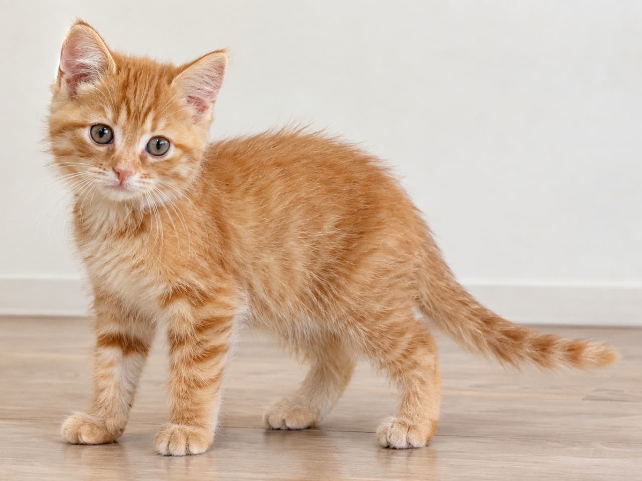 「首をかしげるポーズが可愛すぎる!🐾✨ ふわふわの茶トラ子猫ちゃんと、ずっと一緒にいたくなります」Ultra-realistic high-quality photograph of a fluffy red tabby kitten standing on a wooden floor indoors. The kitten tilts its head slightly, looking at the camera with large, innocent eyes. Its soft orange fur and delicate stripes are vividly detailed under natural light, set against a simple white wall. 明るい室内の木製フローリングの上に立つ、小さなレッドタビー(茶トラ)の子猫。少し小首を傾げ、丸く大きな瞳でカメラを見つめている。まだふわふわと柔らかいオレンジ色の被毛と、顔や足の繊細な縞模様が自然光の中で鮮明に描写されている。背景はシンプルな白い壁