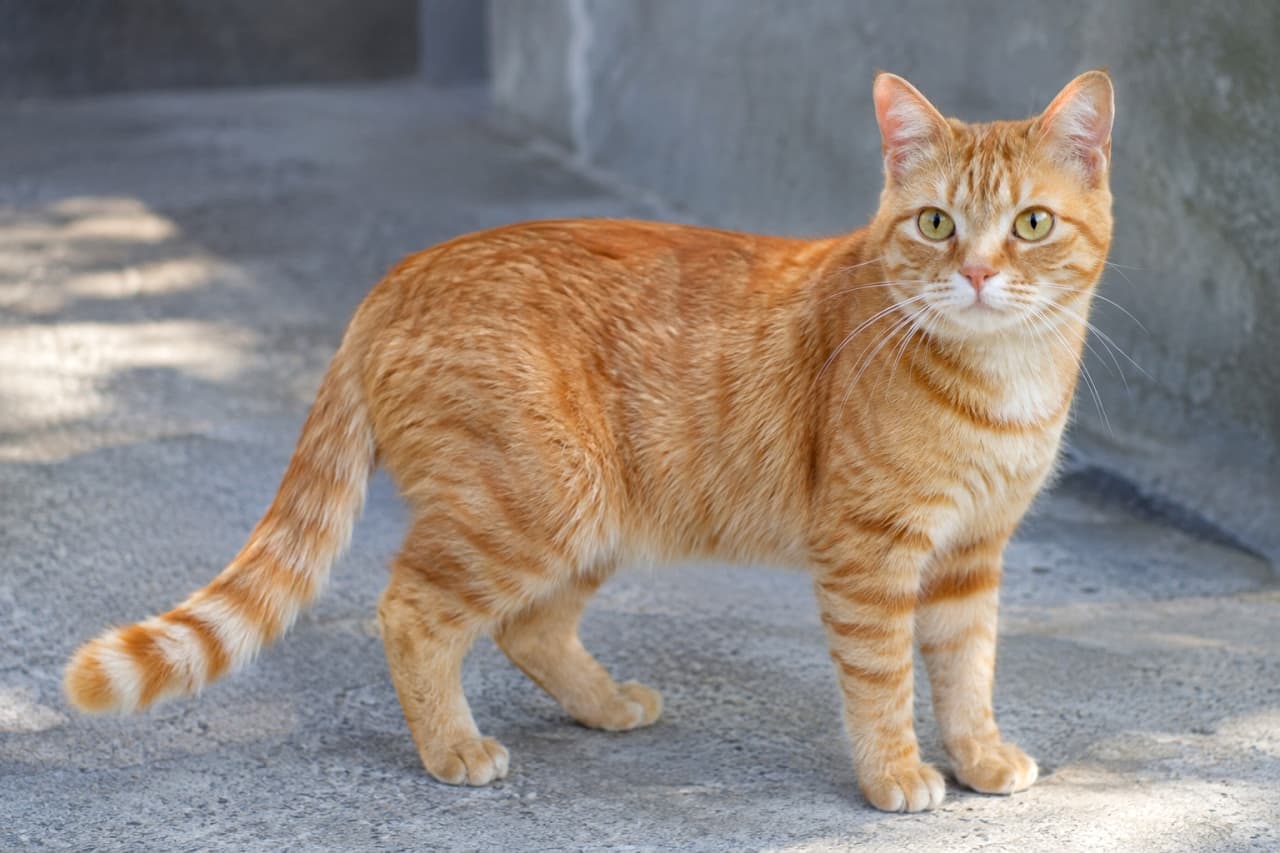 「お日様の匂いがしそうな、鮮やかな茶トラちゃん!🐈✨ 堂々とした立ち姿から目が離せませんね」Ultra-realistic high-quality photograph of a full-bodied red tabby cat standing on a light grey pavement outdoors. Natural light highlights the rich orange fur and distinct stripes. The cat looks directly at the camera with yellow-green eyes, striking a dignified pose against a softly blurred concrete background. 屋外の明るいグレーの舗道に立つ、鮮やかなレッドタビー(茶トラ)の成猫。全身が自然光に照らされ、オレンジ色の被毛の濃淡と美しい縞模様の質感が詳細に描写されている。イエローグリーンの瞳でカメラを真っ直ぐに見つめており、凛とした立ち姿が印象的。背景のコンクリート壁は程よくぼかされている
