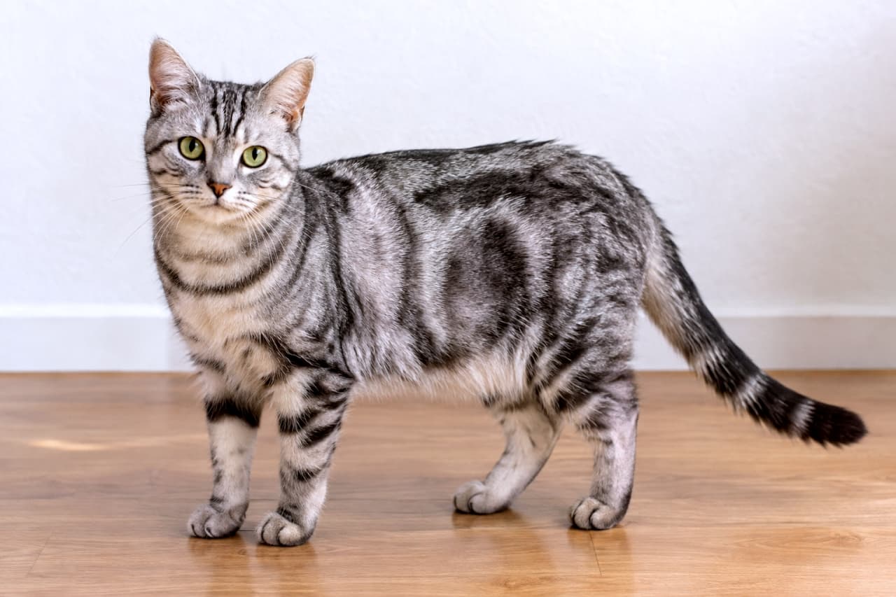 「銀色に輝く毛並みがとってもクール。🐈⬛✨ 涼しげな目元が魅力的なサバトラちゃんです!」Ultra-realistic high-quality photograph of an elegant silver tabby cat standing on a wooden floor. The striking contrast between its silver-white base coat and bold black stripes is exquisitely detailed. The cat looks calmly at the camera with clear green eyes. The white background accentuates its cool-toned fur. 明るい室内のフローリングの上に立つ、シルバータビー(サバトラ)の成猫。美しい銀白色のベースに、濃い黒の縞模様がくっきりと浮かび上がっている。澄んだグリーンの瞳で静かにカメラを見つめており、滑らかな被毛の艶やしなやかな体つきが詳細に描写されている。背景の白い壁がクールな毛色を際立たせている