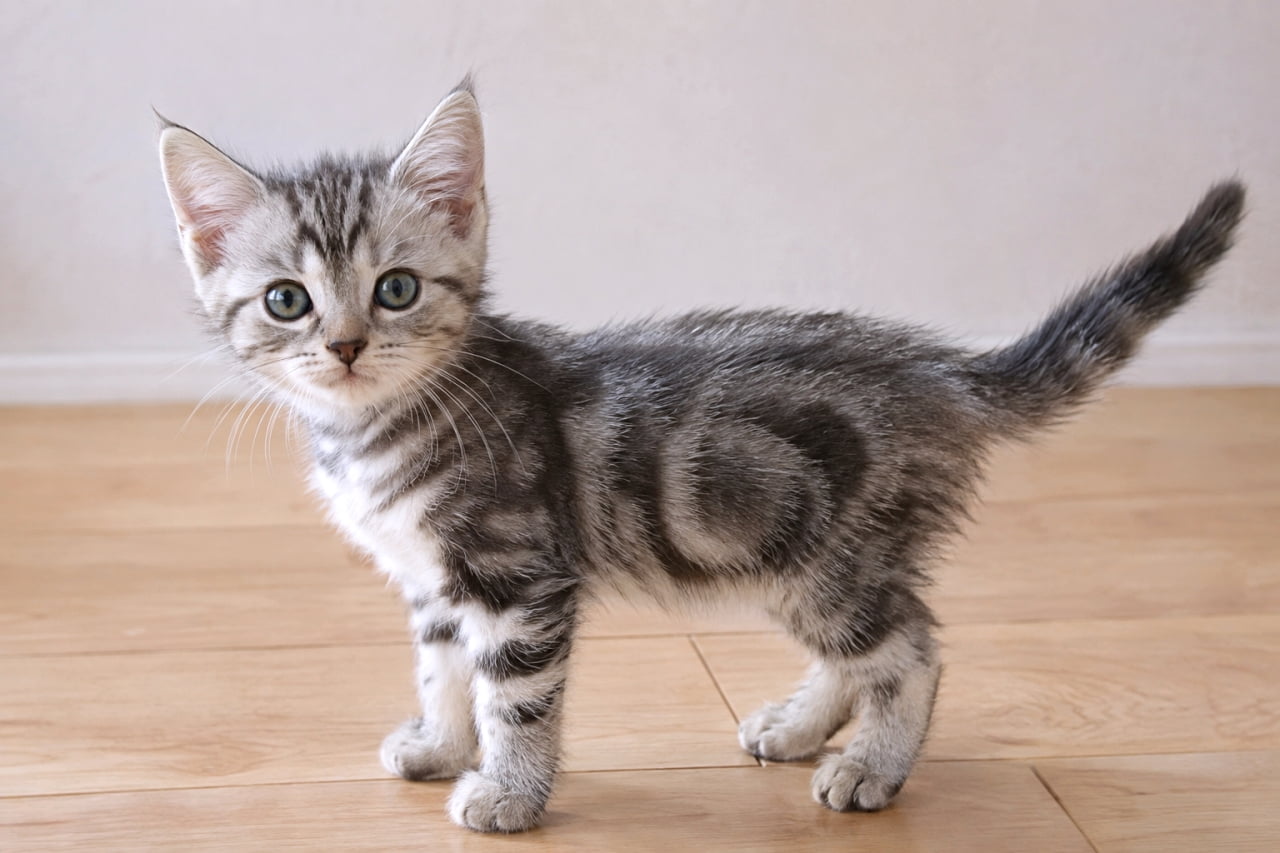 「「呼んだ?」と振り返る姿にノックアウト。🐾✨ サバトラ子猫ちゃんの見返り美猫ポーズです!」Ultra-realistic high-quality photograph of a silver tabby kitten standing on a wooden floor, twisting its body to look back at the camera. The bold black patterns on its side and back contrast beautifully with the soft silver fur. Its slightly upward gaze emphasizes a sweet, innocent expression. 明るい室内の木製フローリングの上に立ち、体をひねって後ろを振り返るようにカメラを見つめるシルバータビー(サバトラ)の子猫。背中から脇腹にかけての黒く太い模様と、銀色の柔らかな被毛のグラデーションが美しい。少し上目遣いの表情があどけなさを強調