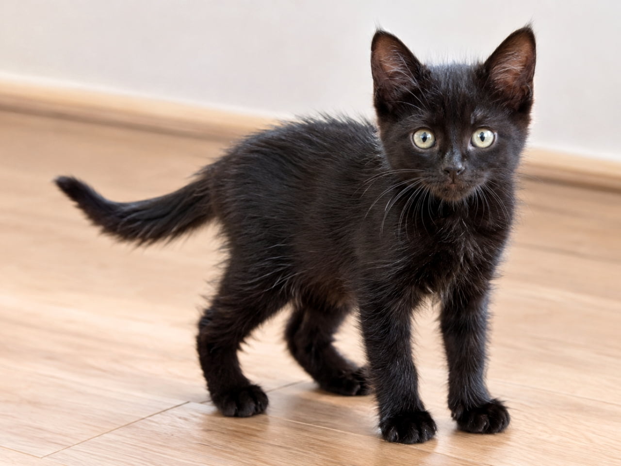 「小さな黒い奇跡。🐾✨ フローリングをトコトコ探検中。そのあどけなさに、心が洗われます」Ultra-realistic high-quality photograph of a tiny black kitten standing on a bright wooden floor indoors. The kitten looks up with a sweet expression. Its fine, soft black fur texture is detailed under natural light, along with small paws and whiskers. 明るい室内の木製フローリングの上に立つ、小さな黒い子猫。あどけない表情でカメラを見上げている。まだ細く柔らかい黒い被毛の質感が、自然光の中で詳細に描写されており、小さな肉球や髭も鮮明