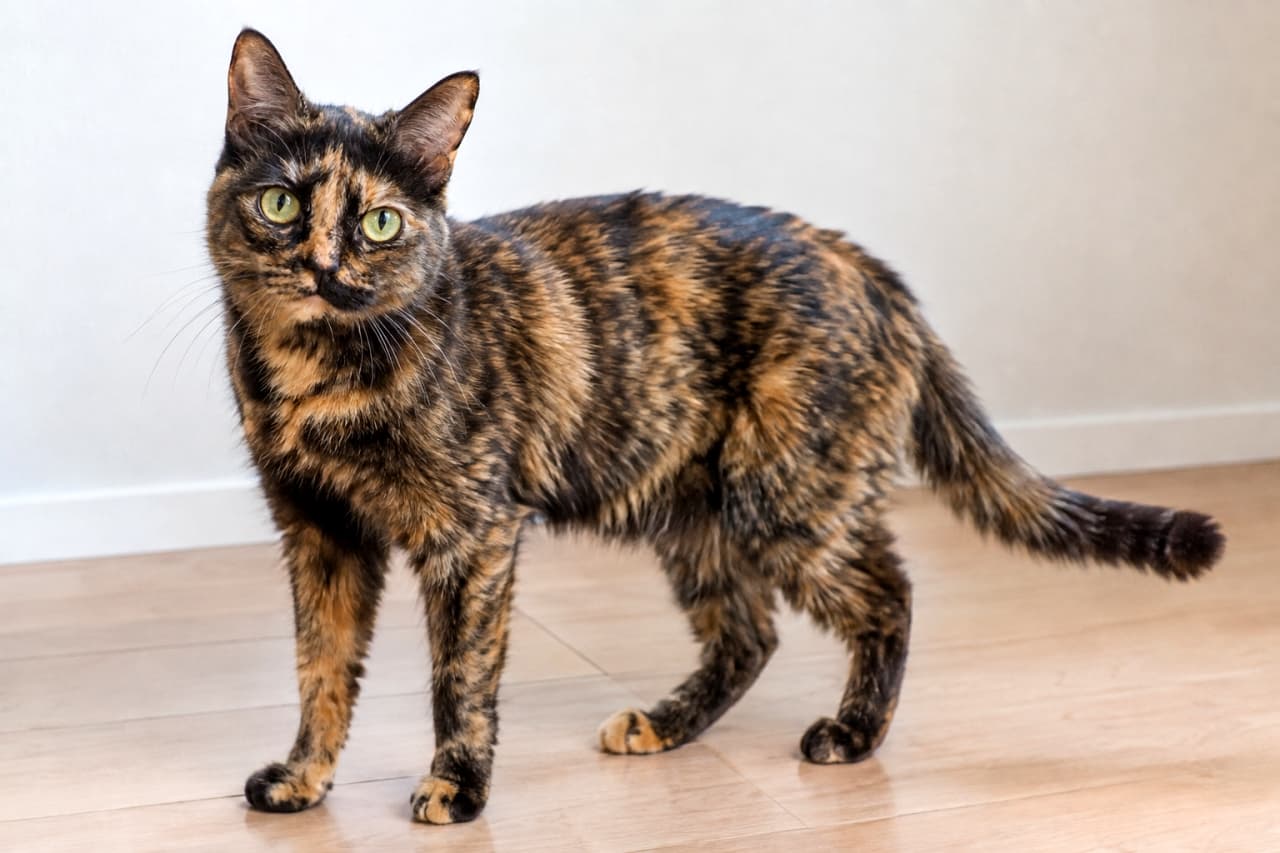 「複雑な模様が個性的で魅力的!🐈✨ミステリアスな雰囲気漂うサビ猫ちゃんから目が離せません」Ultra-realistic high-quality photograph of a tortoiseshell cat standing on a light wooden floor. Its complex mix of black and orange fur is highly detailed. The cat looks at the camera with clear yellow-green eyes against a simple white wall. 明るい木製フローリングの上に立つ、サビ猫(トーティシェル)の成猫。黒と茶色が複雑に混ざり合った美しい被毛の質感が詳細に描写されている。澄んだイエローグリーンの瞳でカメラを見つめる姿が印象的。背景はシンプルな白い壁