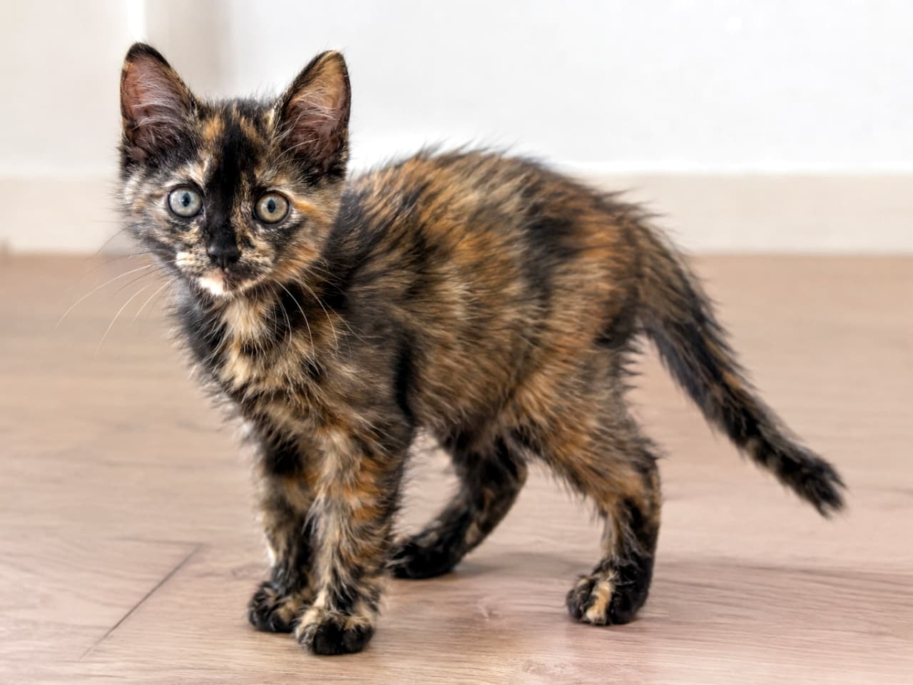 「まん丸のお目目で見つめられたらイチコロ!🐾✨ふわふわな毛並みのサビ猫子猫ちゃんです」Ultra-realistic high-quality photograph of a fluffy tortoiseshell kitten standing on an indoor floor. Its mixed black and orange fur and innocent, slightly puzzled expression are vividly detailed. It gazes at the camera with large round eyes under soft lighting. 明るい室内の床に立つ、サビ猫(トーティシェル)の子猫。黒と茶色が混ざり合ったふわふわの被毛と、少し困ったようなあどけない表情が鮮明に描写されている。丸い大きな瞳でカメラを見つめており、全体的に柔らかい光に包まれている