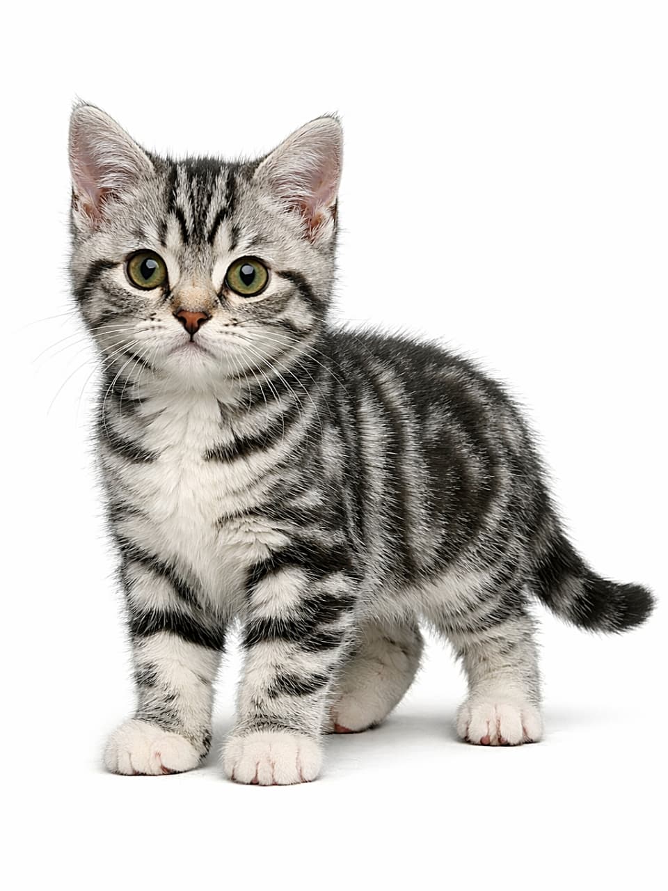 「つぶらな瞳にふわふわボディ。思わず話しかけたくなる、リアルすぎる子猫ちゃん」A photorealistic American Shorthair kitten standing with its full body visible, silver tabby fur finely detailed under natural light, realistic eyes and accurate anatomy. 全身が写ったアメリカンショートヘアの子猫。自然光の下で銀色の縞模様の毛並みが精細に描写され、リアルな瞳と正確な体の構造が表現されている