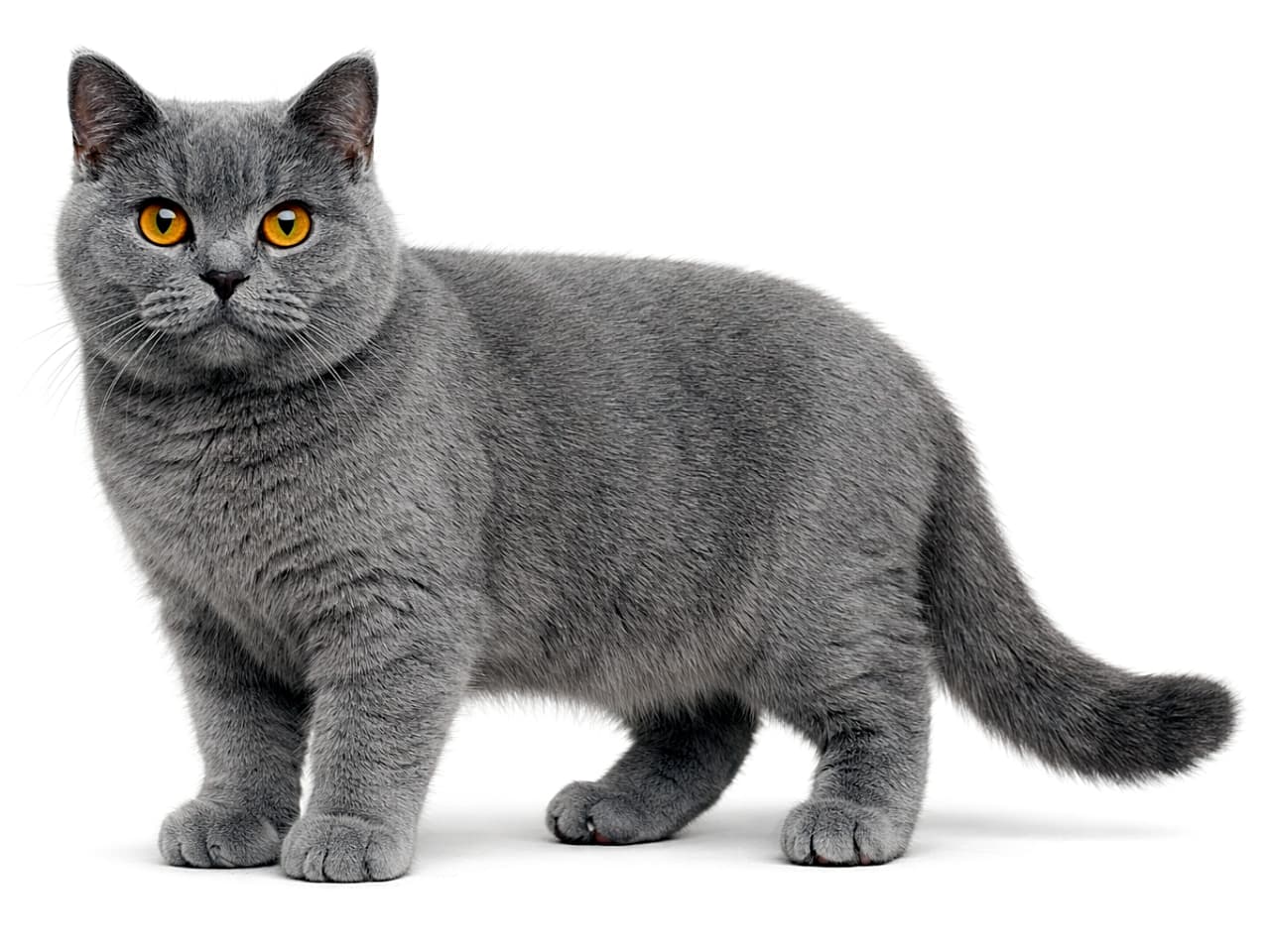 「もっちりボディにうるうる瞳。英国紳士なブリティッシュ、今日も堂々たる佇まい」Photorealistic British Shorthair cat standing in full body view, with dense plush gray fur and amber eyes under natural light. 全身が写ったブリティッシュショートヘア。ふわふわのグレーの被毛と琥珀色の瞳が自然光で美しく表現された写真