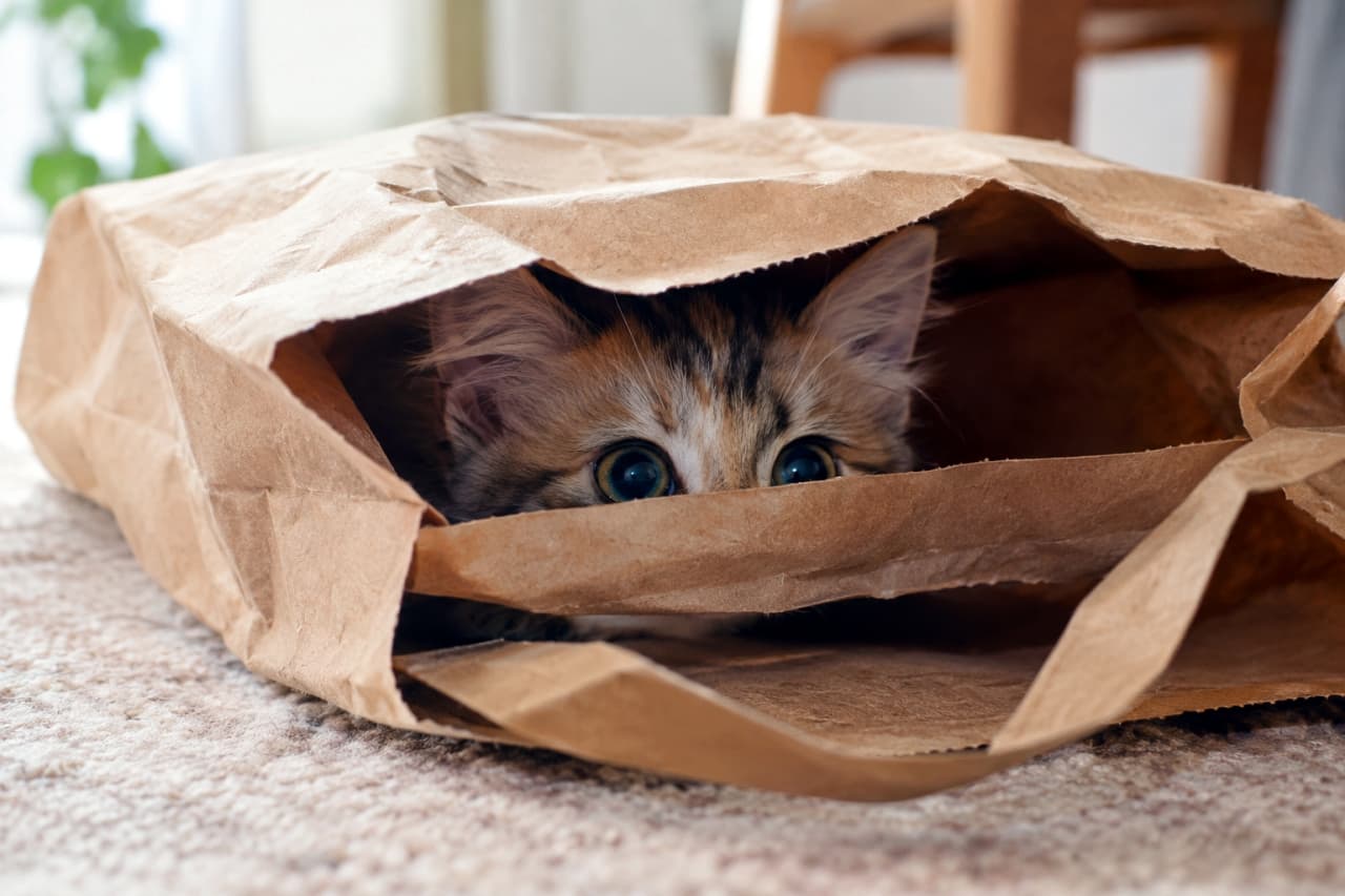 「紙袋からひょっこり、澄んだ瞳の冒険家🐈✨目だけで語る、ひみつのかくれんぼ #猫のいる風景 #にゃんすたぐらむ」Ultra-realistic high-quality photograph of a calico kitten peeking curiously out from a small opening in a brown craft paper bag. The kitten has striking, large blue eyes and detailed facial markings in white, orange, and black. The texture of the paper bag contrasts with the kitten's soft fur, with a blurred carpeted floor visible below. クラフト紙袋の隙間から、トライカラー（三毛猫）の子猫が顔を出して、こちらを覗いている。大きな澄んだ青い瞳（に見える）が印象的で、紙袋の質感と子猫の柔らかい毛並みが対比されている。子猫の顔の模様（白、オレンジ、黒）がはっきりと見て取れ、じゅうたんの質感も描写されている