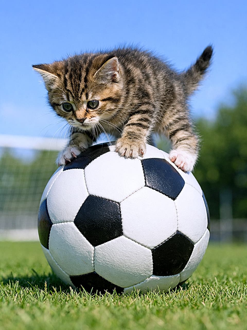 「サッカーボールの上でぐらぐら…!必死にバランスを取る子猫。小さな前足で踏ん張る姿に「落ちないで〜!」と応援したくなる瞬間⚽️🐾」A small tabby kitten awkwardly balancing on top of a soccer ball in bright outdoor sunlight, gripping the ball with its tiny paws. 明るい屋外の芝生で、サッカーボールの上に前のめりになってバランスを取るキジトラの子猫