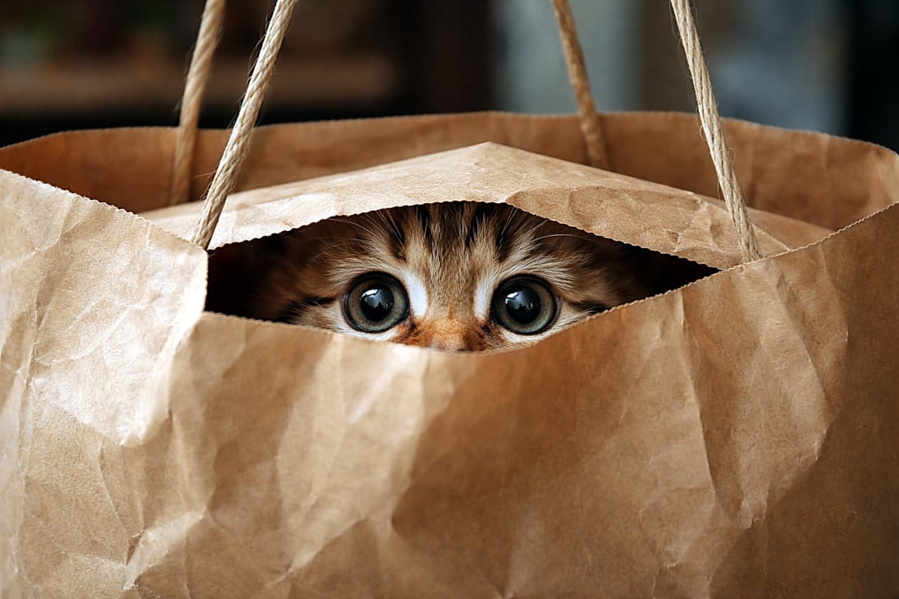 「紙袋の中にこっそり潜んだ子猫。袋のすき間からキラキラの目だけがひょっこり!「見つかっちゃう?」とドキドキしていそうな、かくれんぼ気分の一枚🐾」Kitten peeking out from inside a brown paper grocery bag, only its wide eyes visible, photorealistic. 茶色の紙の買い物袋の中から、くりっとした目だけをのぞかせている子猫のフォトリアル画像