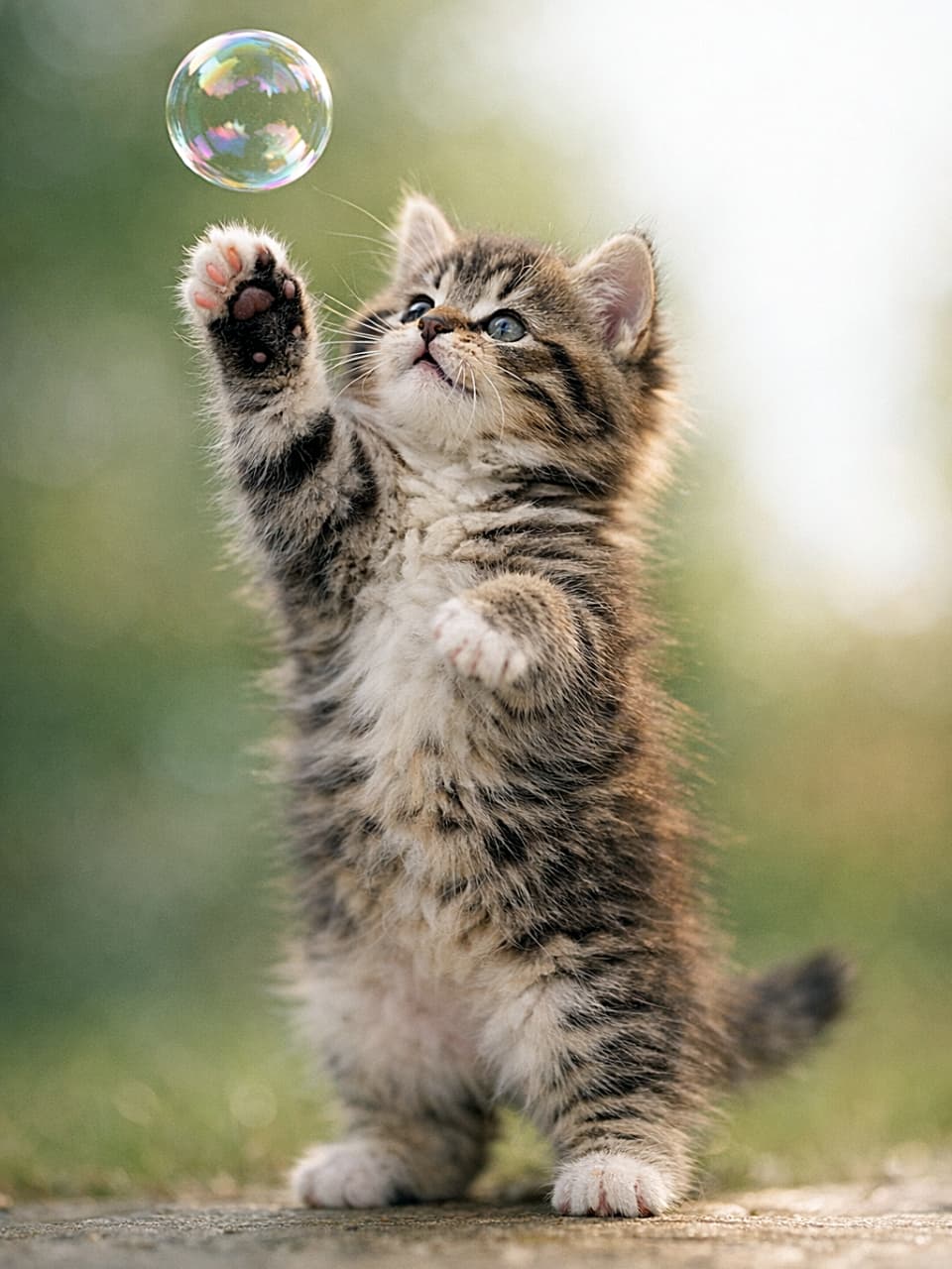 「ふわふわ子猫、夢中でシャボン玉にタッチ!春の光に包まれて、好奇心が空に舞う🐱」A fluffy tabby kitten stands on its hind legs, reaching up with one paw toward a floating bubble in a soft-focus outdoor setting. ふわふわのトラ柄子猫が後ろ足で立ち、片方の前足を浮かぶシャボン玉に向かって伸ばしている。背景は柔らかくぼかされた屋外の風景