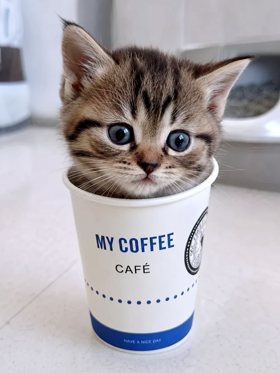 「コーヒータイムのおともに、最高にキュートな『猫コップ』はいかが？🐈☕️ #猫 #キジトラ #癒やし #カフェ #カフェ部」Ultra-realistic high-quality photograph of a round-faced tabby kitten with large clear blue eyes looking directly at the camera. The kitten is snugly nestled inside a paper coffee cup with "MY COFFEE CAFÉ", "HAVE A NICE DAY", blue lines, and a logo, placed on a white tiled floor. The kitten's short tabby fur has clear stripes, and its small ears are erect. In the softly blurred background, shelves with other cups are visible under natural daylight. This charming scene captures the kitten's curiosity and the unique coffee cup container. "MY COFFEE CAFÉ"と書かれた青いラインとロゴ入りの紙コップに、丸い顔のキジトラの子猫がすっぽり収まっています。子猫は大きな澄んだ青い目をしており、興味深げにこちらを見つめています。短い毛並みは鮮明な縞模様で、小さな耳が立っています。背景は白いタイル張りの床と、別のコップが置かれた棚で、柔らかい自然光が差し込んでいます。コップに収まった子猫の愛らしい姿と、コップのデザインが特徴的