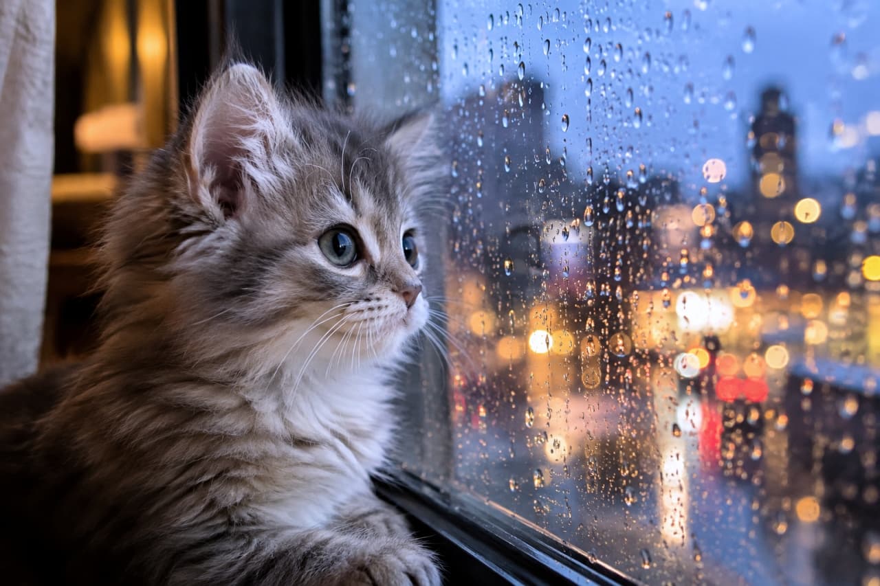「雨の日、窓の向こうの光は何を映しているのかニャ…☔️✨ちょっとおセンチな気分で、街の明かりを見つめる夜🐈🌃」Ultra-realistic high-quality photograph of a fluffy gray long-haired kitten gazing out from behind a window covered in raindrops. Its beautiful greenish-blue eyes and detailed fur texture are prominent. The background features a colorful bokeh of city lights at night. 雨粒がたくさんついた窓ガラス越しに、外の景色をじっと見つめる灰色の長毛種（サイベリアンやミックスを推測）の子猫。美しい緑がかった青色の瞳、繊細な被毛の質感が描写されている。背景には、夜の街の明かりが美しくボケて輝いている。哀愁と好奇心が混ざった表情