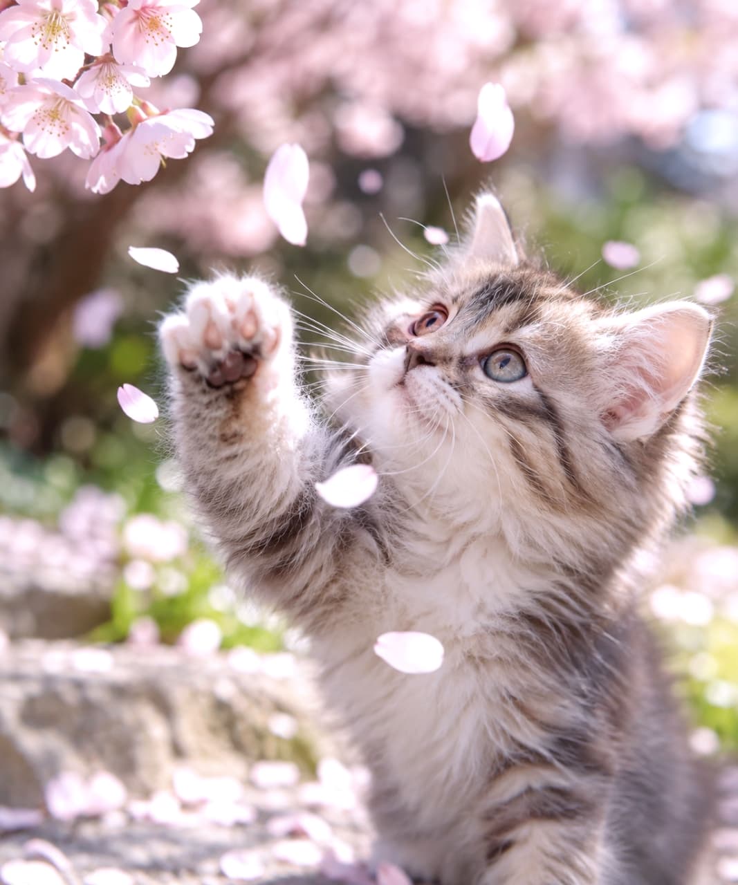 「待て待て〜！ひらひら落ちてくるお花、つかまえられるかな？🌸🐾春の風さん、もっとたくさん降らせてニャ✨」Realistic high-quality close-up of a fluffy long-haired brown tabby kitten reaching its paw towards falling pink cherry blossom petals. The soft spring light beautifully highlights its fur and bright eyes, capturing a magical and highly seasonal moment. 柔らかな春の陽射しの中、ひらひらと舞い散るピンクの桜の花びらに向かって、小さな前足を一生懸命に伸ばす長毛のキジトラ（ブラウンタビー）の子猫。淡い桜色と子猫のふわふわの被毛が美しく調和し、透明感のある瞳が花びらの行方を追っている