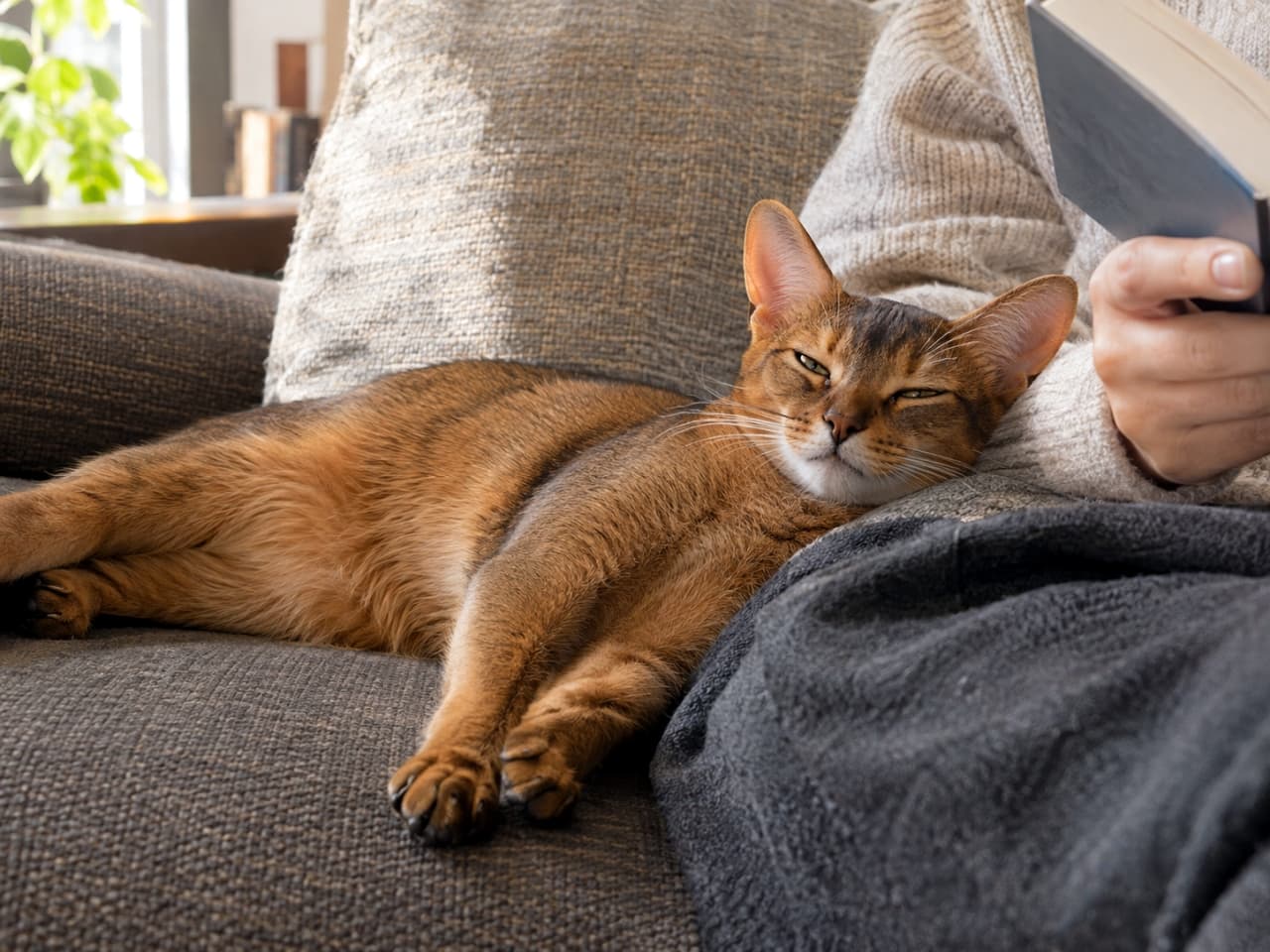 「至福の読書タイム📖☕️ 隣には、この幸せな顔。これ以上の贅沢ってある？ #アビシニアン #猫 #読書 #スローライフ」Ultra-realistic high-quality photograph of a relaxed Abyssinian cat lying stretched out on a grey sofa beside a human reading a book. The cat's distinct ticked fur is soft against the sofa. Its eyes are half-closed in perfect comfort. Ultra-realistic high-quality photograph of a relaxed Abyssinian cat lying stretched out on a grey sofa beside a human reading a book. The cat's distinct ticked fur is soft against the sofa. Its eyes are half-closed in perfect comfort.