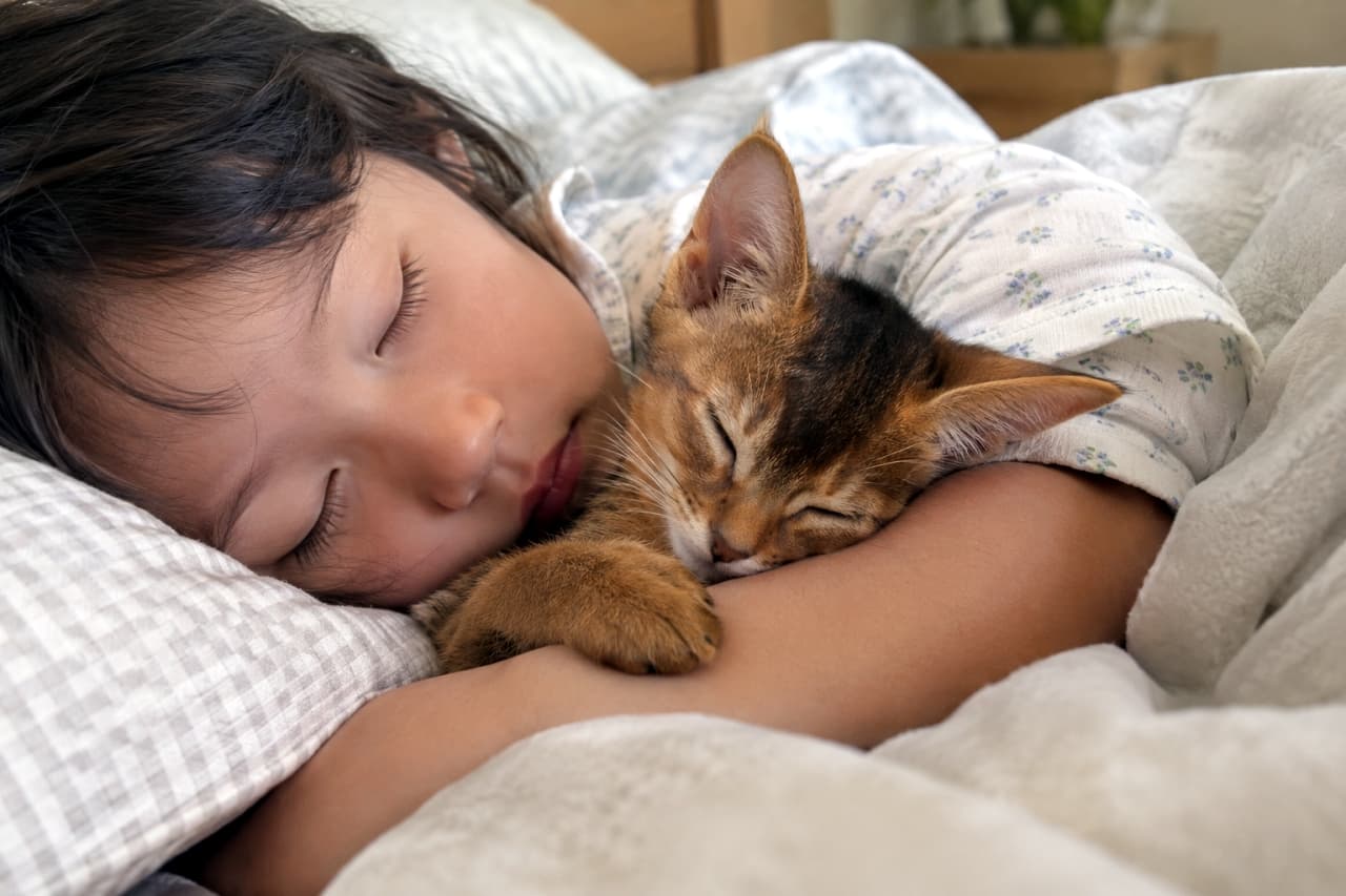 「子どもの温もりに包まれて、アビシニアンの子猫ちゃんもスヤスヤ💤 幸せな夢を見ているのかな？🐈✨」Ultra-realistic high-quality photograph of an Abyssinian kitten (Ruddy) nuzzling into the arm of a sleeping child on a cozy bed. Both are sound asleep on soft blankets and pillows. The kitten's ticked fur is beautifully illuminated by soft light. The child has a serene expression. A blurred plant is in the background, creating a peaceful atmosphere. 柔らかなブランケットと枕の上で、スヤスヤと眠る子どもの腕に、アビシニアンの子猫（ルディ）がぴったりと顔を寄せ、寄り添って眠っている。ティックドタビーの被毛が光を浴び、柔らかそう。子どもの穏やかな寝顔と子猫の愛らしい寝姿が、情景豊かな写実的写真。背景にはボケた植物が見える