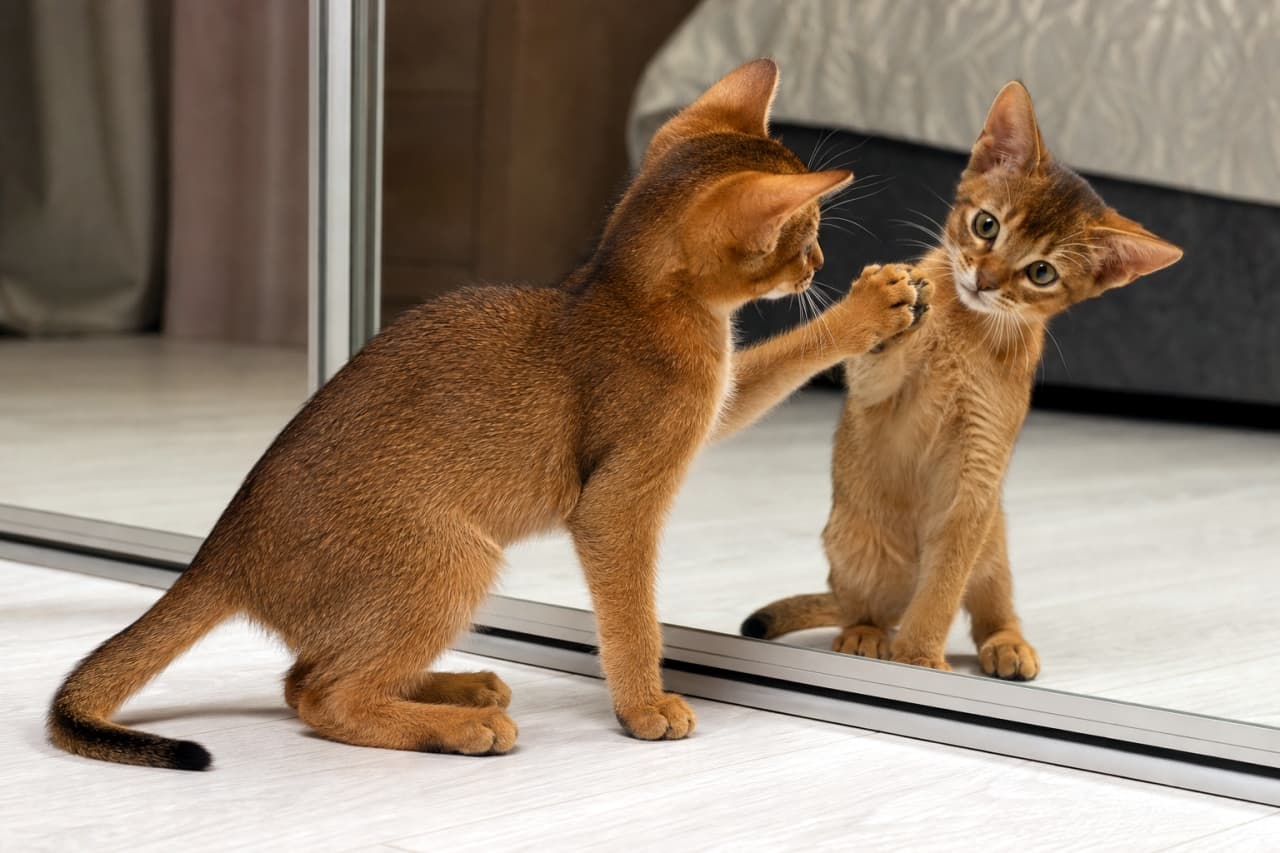 「君は誰？鏡の中の新しいお友達にご挨拶🐾 不思議そうな仕草から目が離せません！ #アビシニアン #好奇心 #鏡 #子猫 #猫のいる暮らし」Ultra-realistic high-quality photograph of an Abyssinian kitten standing on a bright floor, reaching out a paw to touch its reflection in a full-length mirror from a side angle. 明るい部屋の床に置かれた大きな鏡に向かって、アビシニアンの子猫が前足を伸ばし、鏡に映った自分自身に触れている横からの構図。ピンと立った耳としなやかな体つき、光沢のある美しい毛並みがリアルに表現された高解像度写真