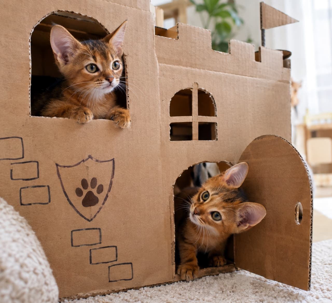 「段ボールのお城は僕たちが守るにゃ！🛡️🐾 窓とドアからひょっこり顔を出す姿がたまらなく可愛い！🐈✨」Ultra-realistic high-quality photograph of two playful Abyssinian kittens inside a handmade cardboard box fortress. One kitten looks out from a cut-out window, while the other peeks cautiously from an arched door, displaying their inquisitive nature and soft ruddy coats. 手作りされた段ボールのお城の中で遊ぶ、2匹のアビシニアンの子猫。1匹は上の窓から顔を出し、もう1匹はアーチ型のドアからひょっこりと顔を覗かせている。ルディカラーの柔らかな毛並みと、好奇心に満ちた大きな丸い瞳が愛らしい写実的写真