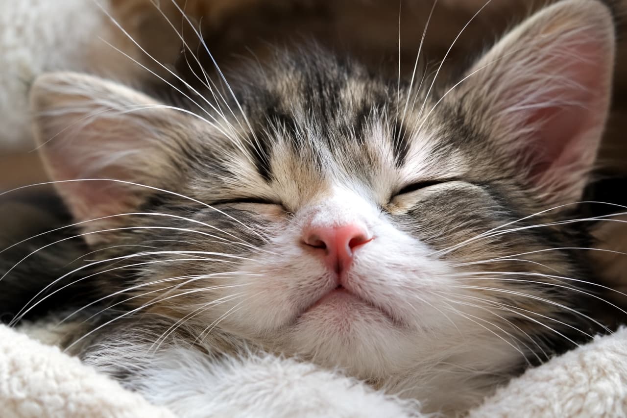 「ヒゲまでリラックス中✨ どんな楽しい夢を見ているのか、こっちまで笑顔になっちゃうね🐾💤」Ultra-realistic high-quality close-up photograph of a sleeping brown tabby and white mixed kitten's face in a fluffy white blanket. Its delicate, long whiskers spread widely from its tiny pink nose are captured in extreme detail, emphasizing its deep sleep and relaxed expression with closed eyes. もこもこした質感の白い毛布に包まれ、深く眠るキジトラ白（ブラウンタビー＆ホワイト）の子猫の顔の超アップ写真。ピンク色の小さな鼻を中心に、左右に大きく広がった繊細で長いヒゲが一本一本詳細に描写されている。穏やかに閉じた目とリラックスした口元が、安心しきった表情を作っている