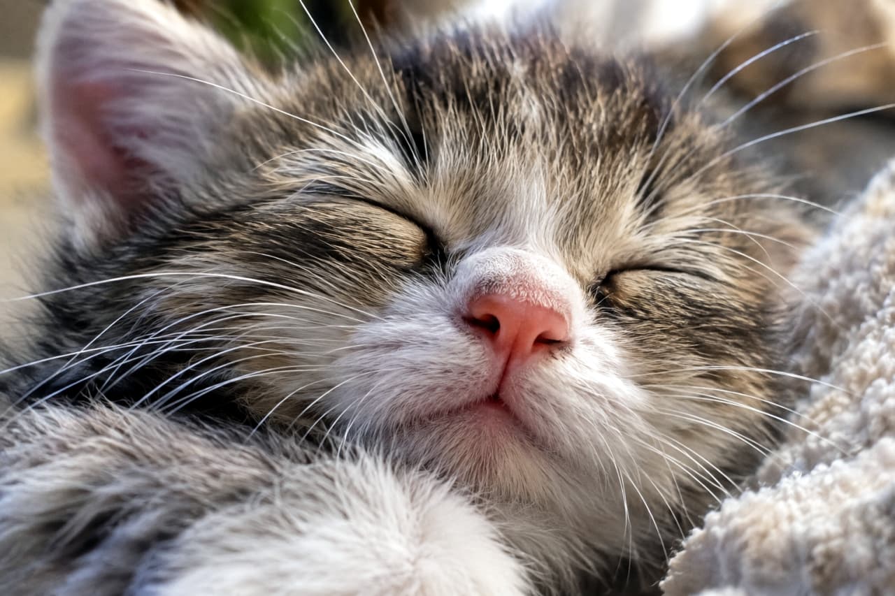 「どんな夢を見てるのかな？✨ ひげもピクピク、幸せそうな寝顔に癒やされる🐈💤」Ultra-realistic high-quality close-up photograph of a brown tabby and white mixed kitten's face sleeping on a white boa blanket in strong natural light. Its soft brown tabby and white fur, fully closed eyes, pink nose, and numerous thin whiskers reflecting light and shining are described in detail. A quiet moment of dreaming, with whiskers seeming to twitch. The background is blurred. 非常に強い自然光を浴びながら、白いボアブランケットの上で眠るキジトラ白の子猫の顔の超アップ写真。ブラウンタビーとホワイトの柔らかな毛並み、完全に閉じられた目、ピンク色の鼻、そして光を反射して輝く多数の細いひげが詳細に描写されている。ひげがピクピクと動いているような、夢を見ている静かな瞬間。背景はボケている