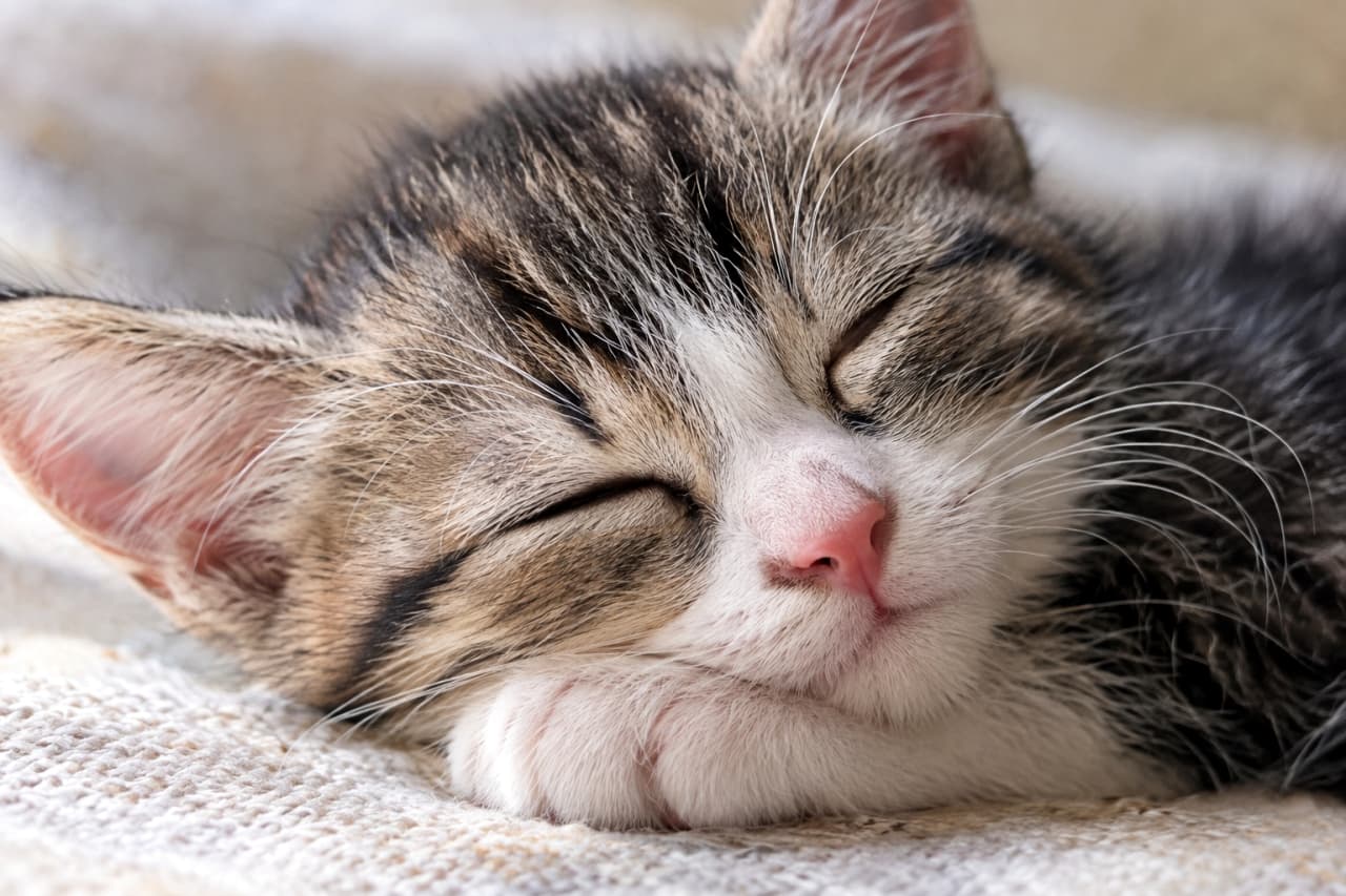 「自分のおててが最高の枕だね🐾 口角がキュッと上がった幸せそうな寝顔に癒やし効果絶大🐈💖」Ultra-realistic high-quality close-up photograph of a brown tabby and white kitten sleeping peacefully, with its chin gently resting on its fluffy white paw. The slight upward curve of its mouth looks like a smile. ざっくりとした織りの布の上で、自分の白い前足の上にちょこんと顎を乗せて眠るキジトラ白（ブラウンタビー＆ホワイト）の子猫。目を閉じて口角が少し上がったような微笑む寝顔と、ふっくらとした前足の柔らかな丸みが、究極の癒やしを感じさせます