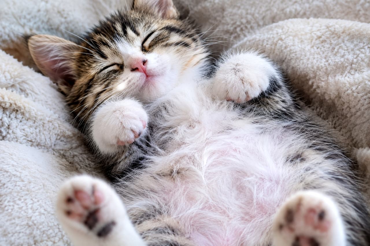 「完璧なヘソ天！この無防備な寝顔とピンクの肉球、反則級の可愛さ🐾💖 いいね待ったなし！✨」Ultra-realistic high-quality photograph of a brown tabby and white mixed kitten sleeping completely relaxed on its back (heso-ten) on a fluffy white boa blanket. The soft fur, plump pink belly, and vibrant pink paw pads of both front and hind paws pointing upwards are described in detail. Its eyes are closed in a defenseless, happy expression. Gentle natural light illuminates its coat. もこもこの白いボアブランケットの上で、完全にリラックスして仰向け（ヘソ天）で眠るキジトラ白の子猫。ブラウンタビーとホワイトの柔らかな被毛、薄ピンク色のふっくらしたお腹、そして上を向いた両前足と両後足の鮮やかなピンク色の肉球が詳細に描写されている。目は閉じられ、無防備で幸せそうな表情。自然光が優しく毛並みを照らしている