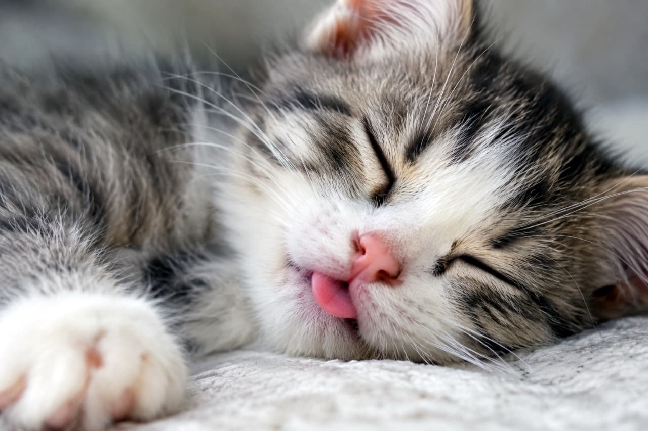 「小さな舌、しまい忘れてるよ👅 お昼寝中の無防備な瞬間、癒やしの極み✨🐾」Ultra-realistic high-quality close-up photograph of a brown tabby and white mixed kitten sleeping deeply with its face turned sideways on a white woven blanket. Its soft fur, closed eyes, and a tiny pink tongue slightly peeking out from its mouth (forgetting to pull it in) are captured in detail. Part of its left front paw is visible, conveying a warm and quiet nap-time atmosphere. 白い織物ブランケットの上で、顔を横に向けて深く眠るキジトラ白の子猫の超アップ写真。シルバーグレーとブラウン、ホワイトの混ざった柔らかな被毛、閉じられた目、そして口元からほんの少しだけ覗く小さなピンク色の舌（舌のしまい忘れ）が詳細に捉えられている。左前足の一部が見え、暖かく静かなお昼寝の雰囲気が伝わる