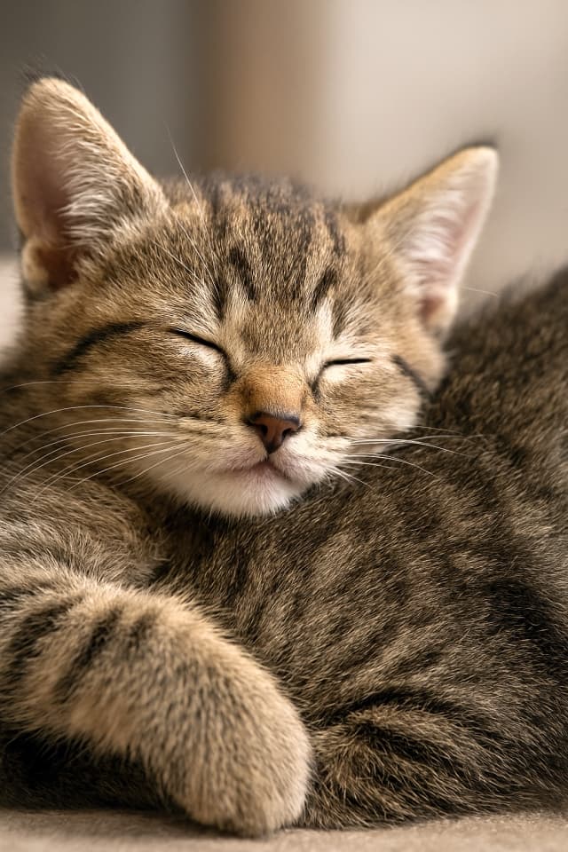 Tabby kitten sleeping with head resting on another cat, both fur patterns visible. 別の猫に頭を乗せて眠る子猫。2匹の縞模様が寄り添う