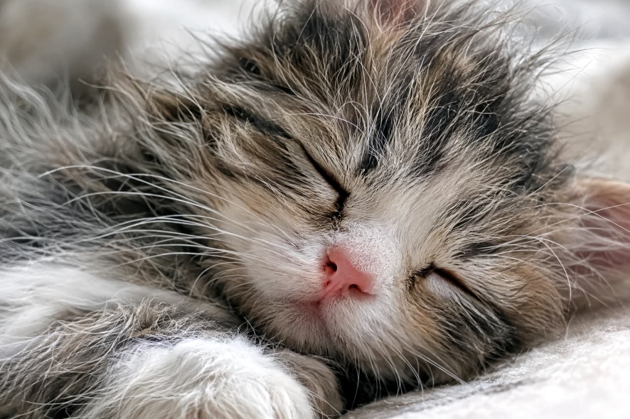 「寝ぐせでボサボサの毛並みがたまらない😆✨ 無防備に眠る姿にこちらまで幸せな気分になるね🐈💤」Ultra-realistic high-quality close-up photograph of a sleeping brown tabby and white kitten with slightly messy fur from sleep. It peacefully closes its eyes with a soft front paw resting near its face, captured in highly detailed texture. 寝相で少し毛がボサボサになった、キジトラ白（ブラウンタビー＆ホワイト）の子猫の顔超アップ写真。無防備に目を閉じ、柔らかな前足を顔のそばに添えて深く眠る姿が、リアルな質感で詳細に描写されている