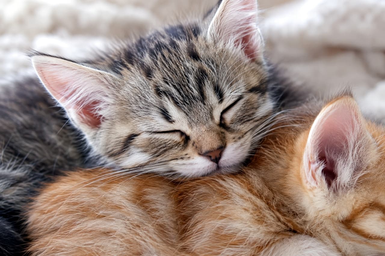 「仲間の背中が一番安心するベッド🐾 ぴったりくっついて眠る姿に癒やされる幸せのお昼寝タイム🐈💖」Ultra-realistic high-quality close-up photograph of a brown tabby kitten sleeping peacefully with its head resting on the back of an orange tabby kitten on a white blanket. The warm connection between them is beautifully rendered. 柔らかな白い毛布の上で、茶トラ（レッドタビー）の子猫の背中を枕にしてぐっすり眠るキジトラ（ブラウンタビー）の子猫のアップ写真。仲間の温もりを感じながら閉じた目とリラックスした口元が、深い愛情と安心感を伝えている