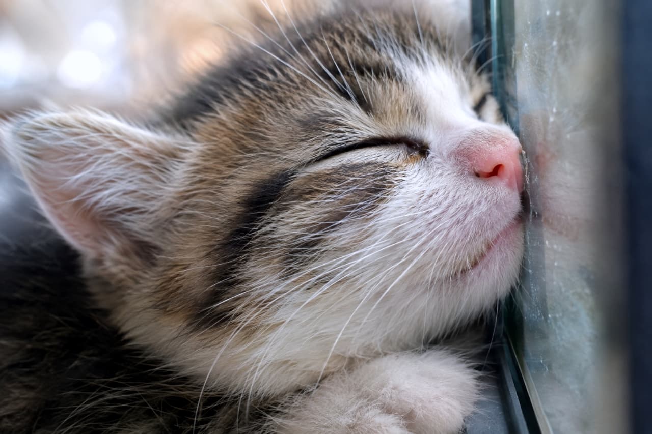 「そこ冷たくて気持ちいいのかな？お鼻がガラスでぺちゃんこになってる無防備な寝顔が最高😆✨」Ultra-realistic high-quality close-up photograph of a sleeping brown tabby and white kitten with its pink nose pressed against glass. The slightly flattened nose, peaceful expression, and the texture of the glass are captured realistically. 窓ガラスに顔を押し付けるようにして眠るキジトラ白（ブラウンタビー＆ホワイト）の子猫の横顔アップ写真。ガラスに押し当てられて少し平らになったピンクの鼻と、無防備な寝顔、そしてガラス表面のわずかな反射や質感がリアルに描写されている