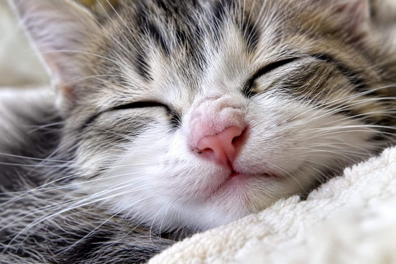 「お鼻にシワ寄せて、おいしいおやつの夢でも見てるのかな？🐟✨ 表情豊かで可愛すぎるね🐾💤」Ultra-realistic high-quality close-up photograph of a sleeping brown tabby and white kitten, its pink nose slightly wrinkled as if reacting to a delicious smell in a dream. It rests on a white boa blanket. 白いボアブランケットの上で熟睡するキジトラ白（ブラウンタビー＆ホワイト）の子猫の顔超アップ写真。ピンク色の鼻の付け根にわずかにシワが寄っており、夢の中で美味しいごはんの匂いを嗅いでいるかのような、ユニークで愛嬌のある表情を捉えています