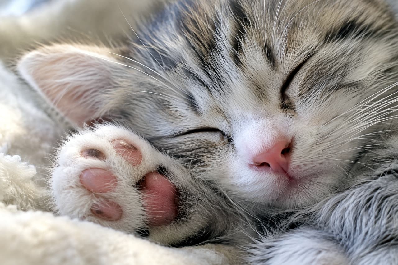 「お顔の横に可愛いピンクのぷにぷにを発見！🐾 最高の寝顔と肉球のコンボで癒やし度MAX🐈💖」Ultra-realistic high-quality close-up photograph of a sleeping silver tabby and white kitten with its fluffy paw and pink paw pads clearly visible near its face on a white blanket. The soft texture and peaceful expression are detailed. 白いふかふかのブランケットの上で、顔のすぐ横に丸まった前足を置いて眠るサバトラ白（シルバータビー＆ホワイト）の子猫。安心しきって閉じた目とともに、前足の裏の柔らかそうなピンク色の肉球（肉球見せポーズ）が克明に描写されている