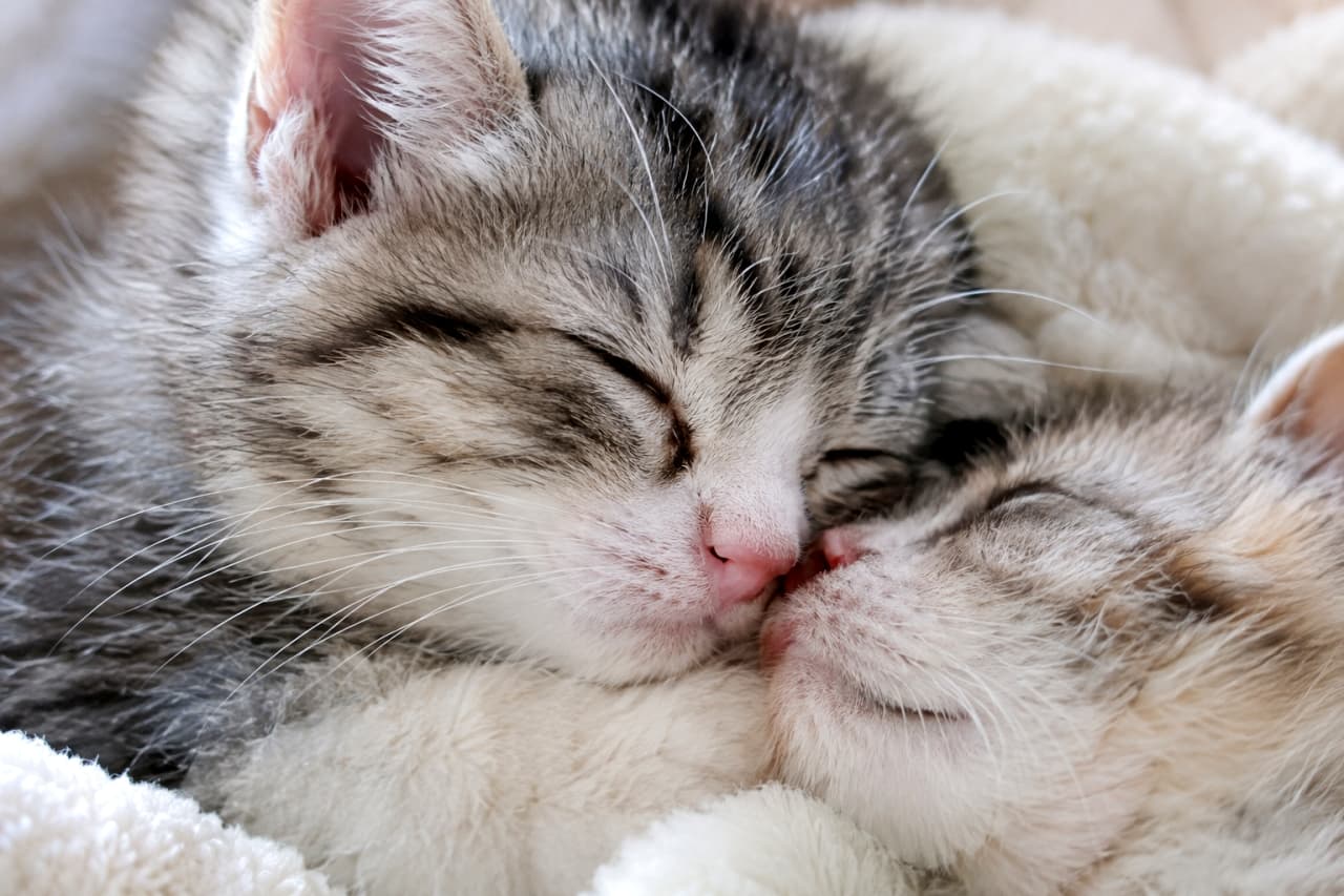 「寝ている間も一緒だよ🐾 鼻と鼻がコッツンコする奇跡の瞬間に心癒やされる至福の時間✨🐈」A photorealistic, ultra-realistic high-quality close-up of two kittens sleeping closely together on a white fluffy blanket. The nose of the silver tabby and white kitten on the left gently touches the other kitten's nose in a soft "nose kiss." Soft, natural light creates a dreamy and serene atmosphere. 白いふかふかのブランケットの上で、寄り添って眠る2匹の子猫の超リアルなアップ写真。左側のシルバータビー＆ホワイトの子猫と、右側の淡い毛色の子猫の鼻先が優しく触れ合う「鼻キス」の瞬間を捉えている。柔らかな自然光が2匹の平和な寝顔と繊細な毛並みをドリーミーな雰囲気で包み込んでいる