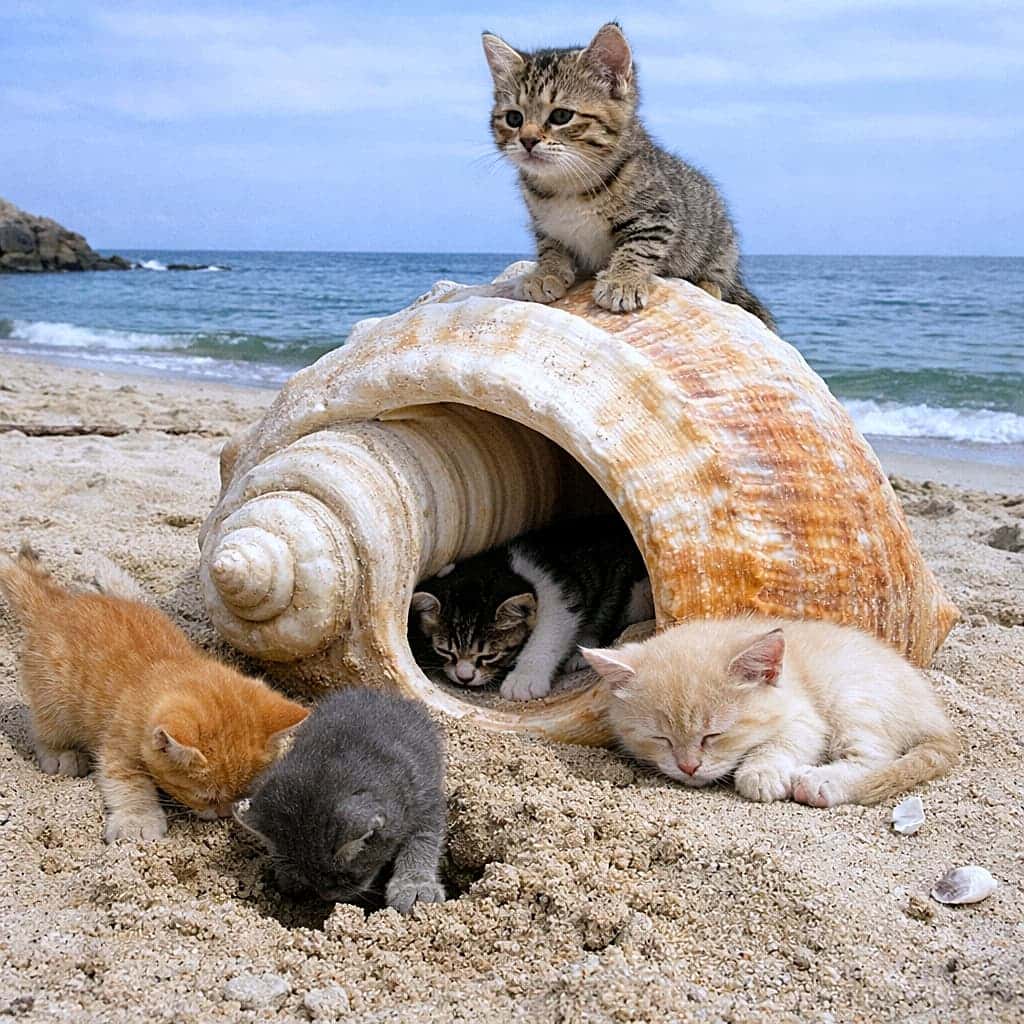 「巨大な貝殻を発見！砂浜で始まる、子猫たちのわくわく探検隊🐾」Five tiny kittens explore a giant seashell on a sandy beach, with one sitting on top, one peeking from inside, two digging in the sand, and one napping by the entrance. 砂浜の巨大な巻貝のまわりで、上に乗る子、中をのぞく子、砂を掘る2匹、入口で眠る1匹の子猫たちが遊んでいる様子