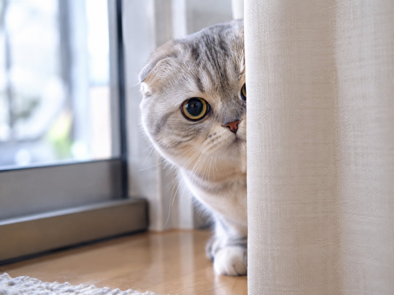 「カーテンの向こうから熱い視線を感じる…👀💕かくれんぼ中なのに、お顔が半分出ちゃってるのが可愛すぎます!」Ultra-realistic high-quality photograph of a Scottish Fold cat peeking half its face out from behind a beige curtain on a bright wooden floor by the window. Its beautiful silver tabby pattern and large round eyes observing intently enhance its adorableness, capturing the delicate expression of caution mixed with curiosity typical of cats. 窓辺の明るいフローリングの上で、ベージュのカーテンの陰から半分だけ顔を覗かせている折れ耳のスコティッシュフォールド。シルバータビーの美しい模様と、こちらをじっと観察するような大きな丸い瞳が愛らしさを引き立てています。警戒心と好奇心が入り混じった猫特有の繊細な表情を捉えた一枚