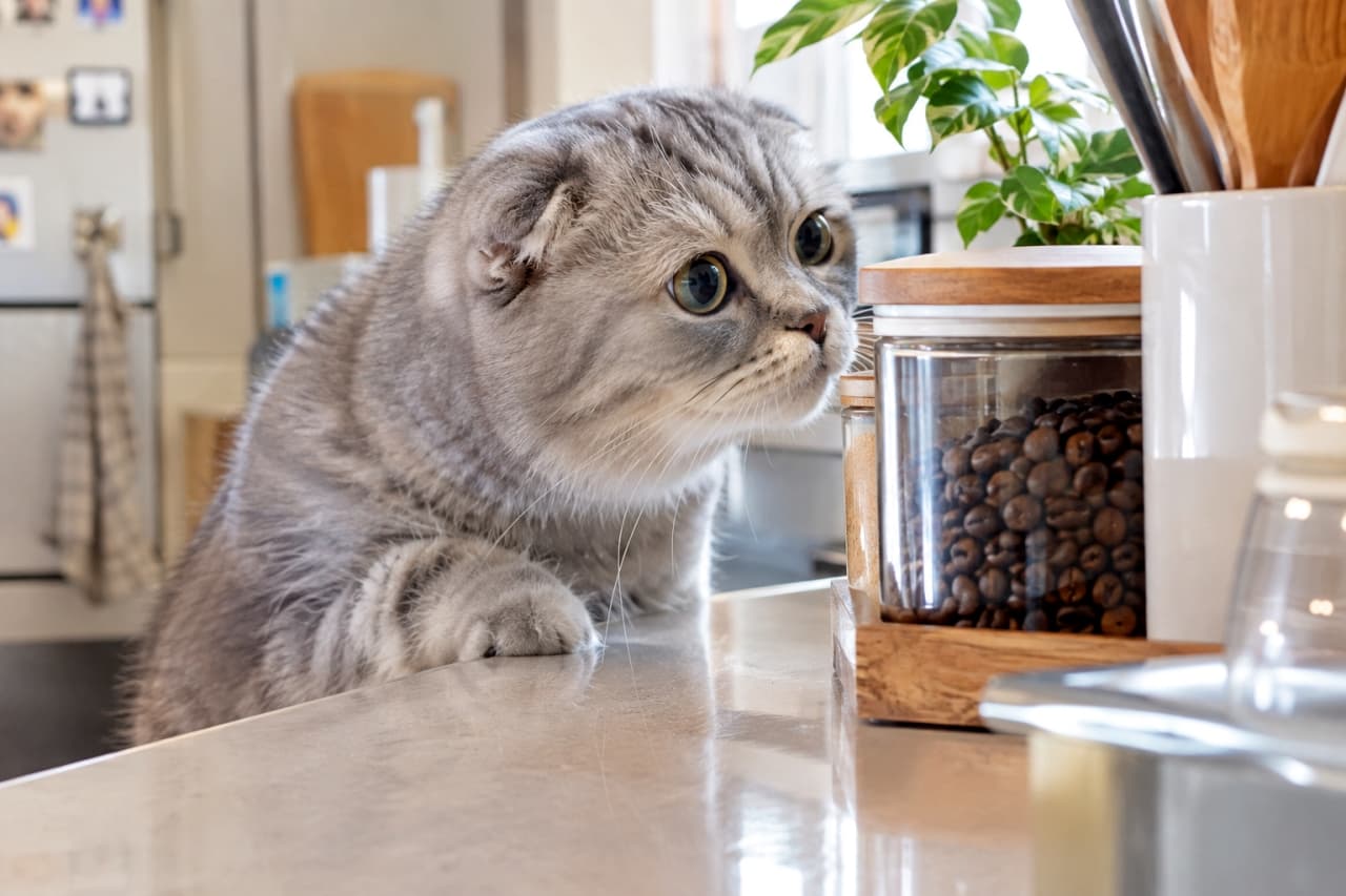 「「今日のごはんは何かな〜?」って聞こえてきそう🍳✨キッチンを偵察にくるこの仕草、猫飼いさんあるあるですよね!」Ultra-realistic high-quality photograph of a Scottish Fold cat resting its front paws on a marble kitchen counter and peeking up. With a plump silver tabby and white face, it looks curiously at a glass jar of coffee beans with perfectly round eyes. Houseplants and kitchen utensils in the background create a warm sense of daily life. 明るいキッチンで、大理石調のカウンターに前足をかけて上を覗き込む折れ耳のスコティッシュフォールド。シルバータビーとホワイトのふっくらとした顔立ちで、カウンター上のコーヒー豆の入ったガラス瓶を真ん丸な瞳で不思議そうに見つめています。背景のグリーンや調理器具が、温かい日常の生活感を演出