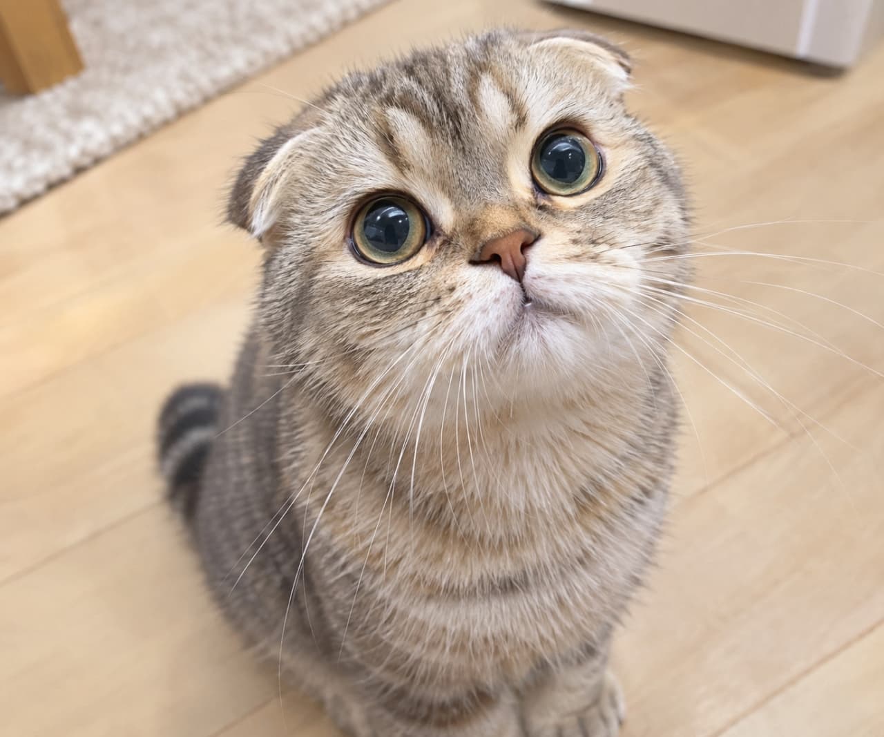 「そんな目で見つめられたら、おやつをあげる以外の選択肢が消滅します🐟💕完璧に計算し尽くされた上目遣いに完全降伏!」Ultra-realistic high-quality photograph of a Scottish Fold cat with folded ears sitting neatly on a bright hardwood floor, looking straight up at the camera. Its beautiful silver tabby stripes, large eyes sparkling in the light, and plump muzzle are highly attractive. Rugs and furniture are naturally blurred in the background, making the subject stand out. 明るいフローリングの床でお行儀よくお座りをして、カメラを真っ直ぐに見上げる折れ耳のスコティッシュフォールド。シルバータビーの美しい縞模様と、光を受けて輝く大きな瞳、ふっくらとしたマズル(口周り)が魅力的です。背景にはラグや家具が自然にボケており、被写体の存在感を際立たせています