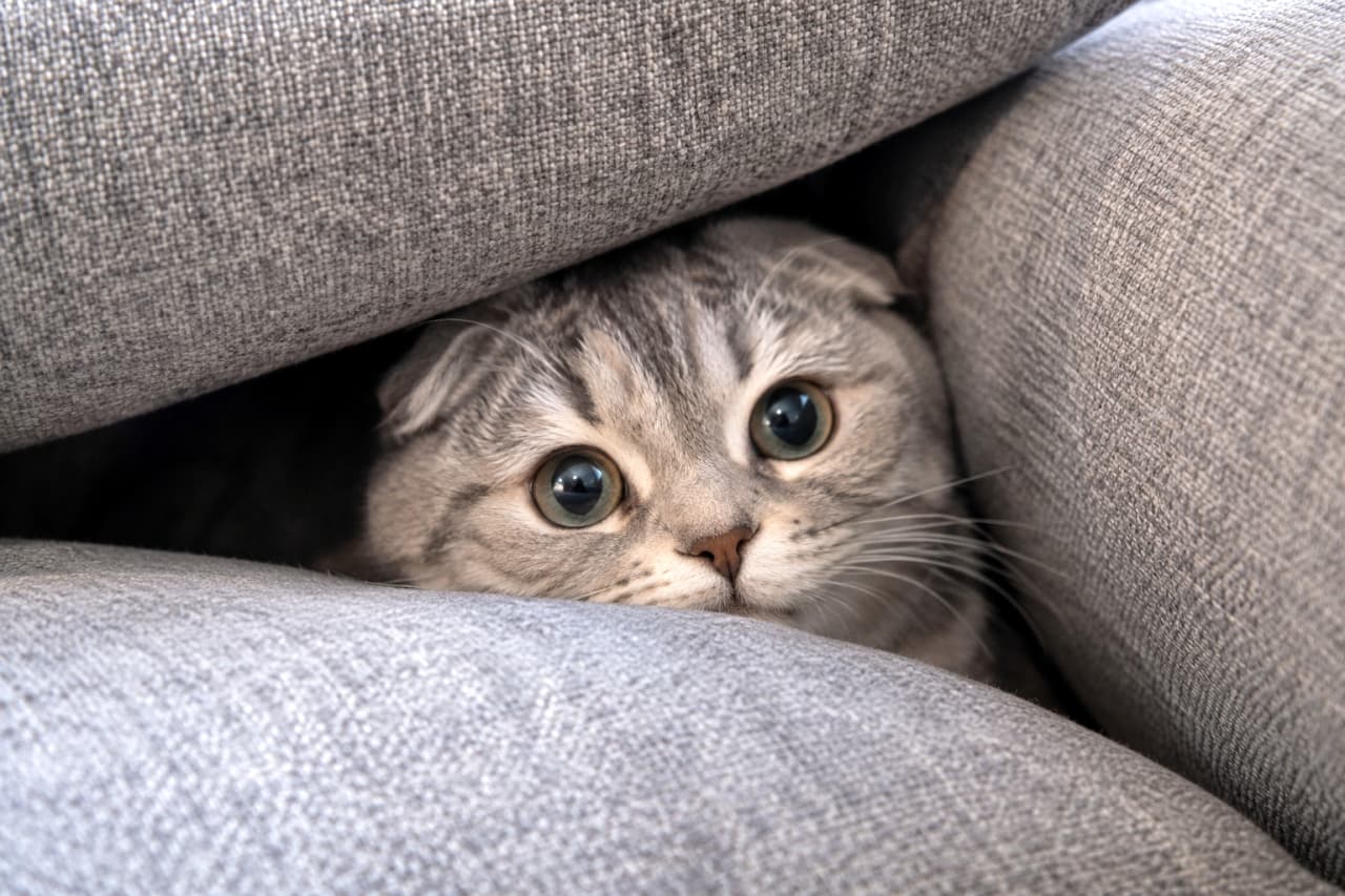 「視線を感じると思ったら、こんな隙間に隠れてました👀✨かくれんぼの達人に見つめられて、もう作業に戻れません!」Ultra-realistic high-quality photograph of a Scottish Fold cat with folded ears peeking its face out from the gap of a gray fabric sofa. Its beautiful silver tabby coat and large round eyes staring curiously are impressive. It captures a humorous and adorable everyday scene typical of cats who love to squeeze into tight spaces. グレーのファブリックソファの隙間から、ひょっこりと顔だけを覗かせる折れ耳のスコティッシュフォールド。美しいシルバータビーの被毛と、好奇心旺盛にこちらを見つめる大きな丸い瞳が印象的です。狭い場所に挟まるのが好きな猫ならではの、ユーモラスで愛らしい日常の一コマを捉えています