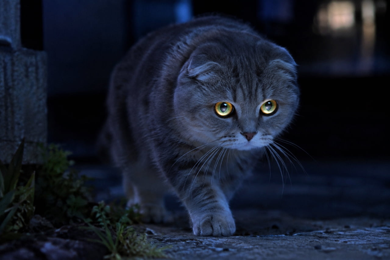「夜のパトロール隊長が出動にゃ🐾🌕暗闇でキラーンと光るおめめと、真剣なハンターの表情がかっこよすぎます!」Ultra-realistic high-quality photograph of a Scottish Fold cat with a silver tabby coat sneaking low in the darkness illuminated by pale moonlight. Its glowing yellow eyes aiming at prey create a strong impact, realistically expressing the mysterious and wild atmosphere of a feline in the night. 青白い月光に照らされた暗闇の中を、身を低くして忍び寄る折れ耳のスコティッシュフォールド。シルバータビーの被毛が夜の闇に溶け込み、獲物を狙うかのように鋭く光る黄色い瞳が強烈なインパクトを放っています。野生の猫が持つ神秘的でミステリアスな雰囲気をリアルに表現した情景