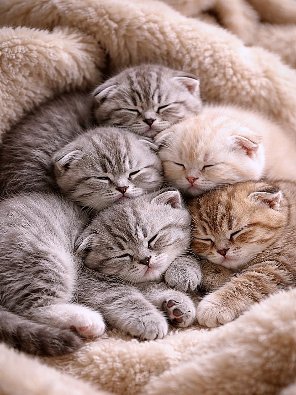 「子猫たちがぎゅっと集まってすやすやお昼寝中。小さな前足や寝顔が重なり合い、やさしい空気が広がる、ぬくもりたっぷりのワンシーン🐾」A group of Scottish Fold kittens sleeping closely together on a soft beige blanket, their tiny paws gently touching, captured in warm, soft lighting with photorealistic detail. やわらかなベージュのブランケットの上で、スコティッシュフォールドの子猫たちが寄り添って眠る様子。小さな前足が重なり合い、温かい光に包まれた写実的な一枚