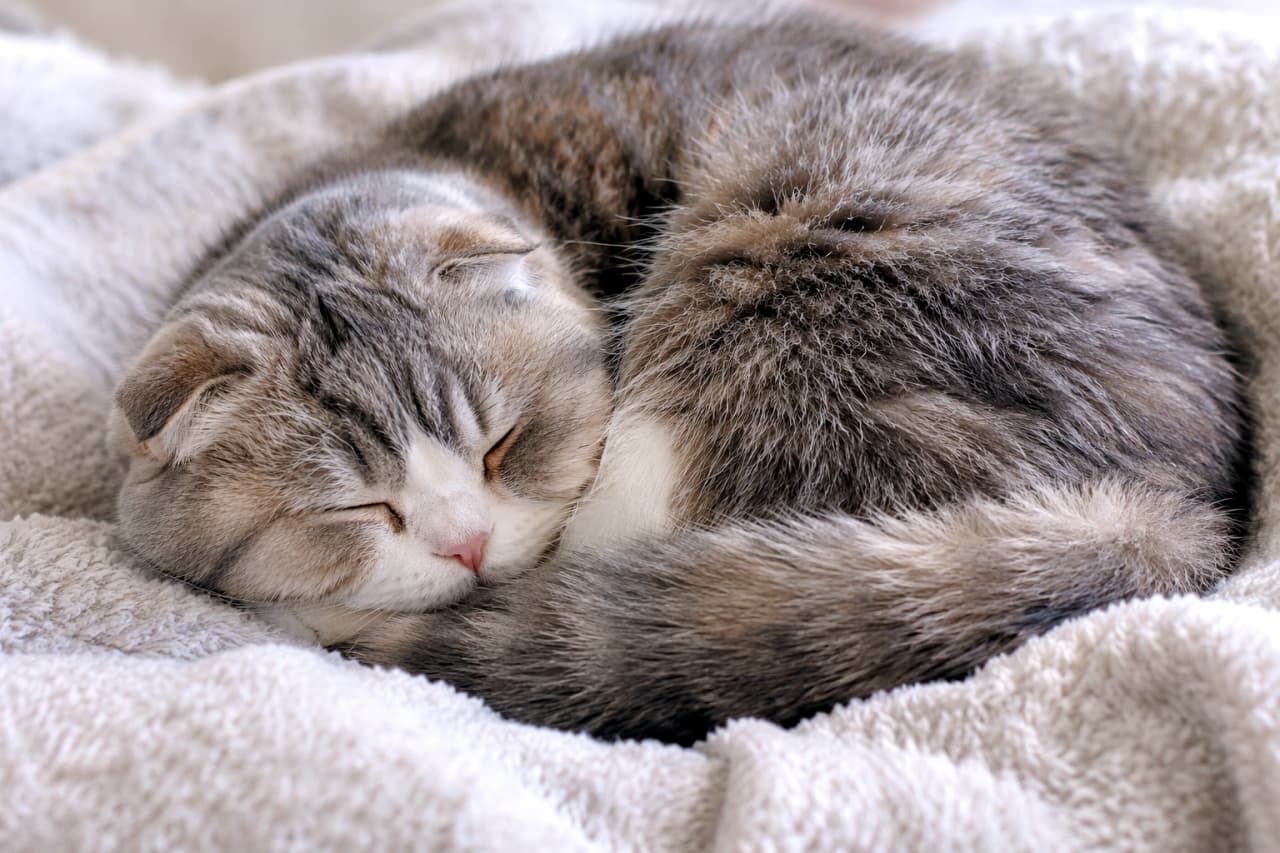 「もふもふ×もふもふの最強コンボ☁️🐾見ているだけで眠気を誘う、至福のパーフェクト・リラックスタイム」Ultra-realistic high-quality photograph of a Scottish Fold cat with folded ears sleeping peacefully curled up on a fluffy white blanket. Its beautiful silver tabby and white coat spreads softly, blending with the texture of the blanket, while its small pink nose and tightly closed eyes convey a sense of security. The entire scene is unified in soft tones, brimming with relaxation. ふかふかの白い毛布の上で、体を丸めてスヤスヤと安らかに眠る折れ耳のスコティッシュフォールド。シルバータビーとホワイトの美しい被毛が毛布の質感に溶け込むようにふんわりと広がり、ピンク色の小さな鼻とギュッと閉じた瞳が安心感を与えます。全体が柔らかなトーンで統一されたリラックス感あふれる情景