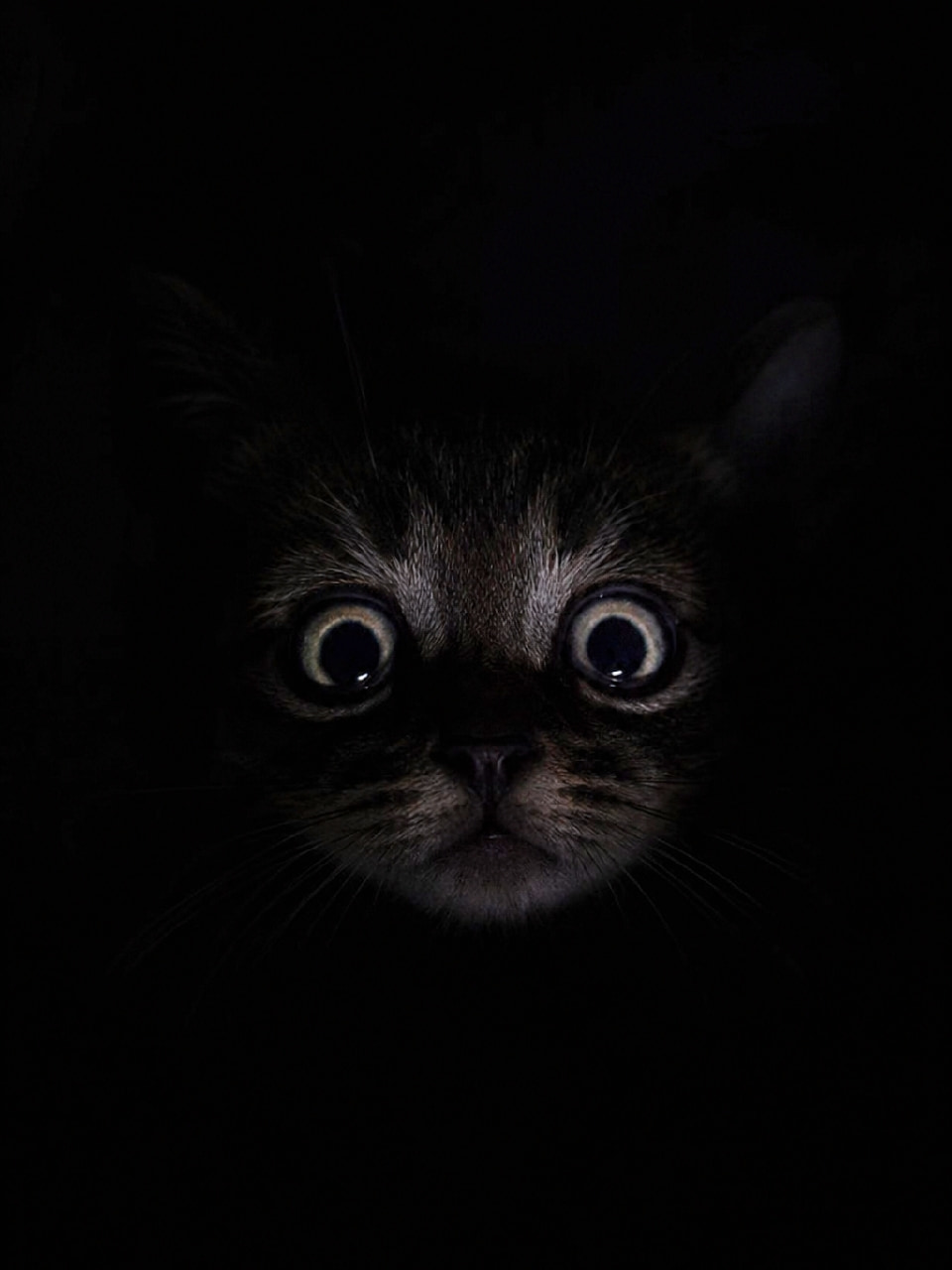 「闇夜に光るふたつのビー玉…👁️👁️ 見つめられたら最後、吸い込まれちゃいそう！🐈‍⬛🐾 #黒猫 #暗闇の猫 #まん丸お目々 #ねこすたぐらむ #子猫のいる暮らし #猫好きさんと繋がりたい #キジトラ #子猫のいる生活 #子猫」Ultra-realistic high-quality photograph of a dark kitten staring intensely out of pitch-black darkness. Only its huge, fully dilated eyes, tiny nose, and whiskers are slightly illuminated, creating a mysterious, surreal, and slightly comical hunter-in-the-shadows atmosphere. 漆黒の闇の中から、光を反射して極限までまん丸に開いた大きな瞳だけが浮かび上がるようにこちらを見つめる子猫（黒猫またはダークタビー）の高画質写真。鼻の頭とヒゲの輪郭だけがわずかに照らし出され、暗闇に潜むハンターのような、シュールかつミステリアスな雰囲気を醸し出している