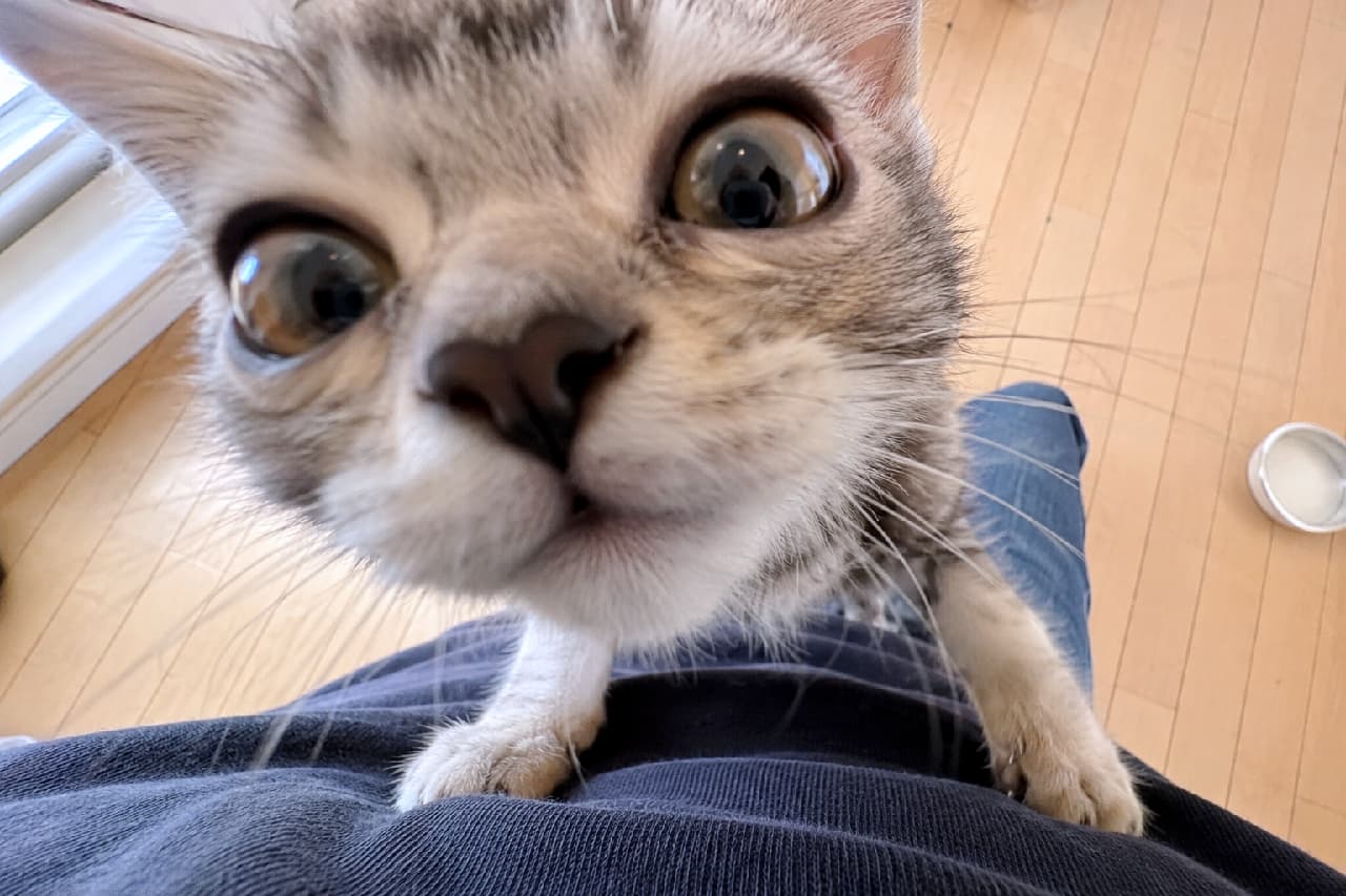「近すぎ近すぎ〜！🤣 画面から飛び出してきそうな好奇心旺盛な瞳に吸い込まれそう✨ #サバトラ #猫のいる暮らし #変顔猫 #猫好きさんと繋がりたい #ドアップ #キジトラ #子猫のいる生活 #おもしろ猫 #子猫」Ultra-realistic high-quality extreme close-up photograph of a silver tabby kitten staring wide-eyed directly into the camera. The wide-angle distortion creates a comical "big nose" effect. The kitten's paws rest on blue fabric, with a wooden floor and a white bowl in the slightly blurred background. シルバーの被毛が美しいサバトラの子猫が、青い服の上に乗り出し、カメラを極限まで至近距離で覗き込んでいる超高画質写真。魚眼レンズのような効果で鼻と口元が大きく強調され、見開かれた大きな瞳がユーモラスな表情を生み出している。背景のフローリングには白い水飲みボウルが置かれており、日常のふとした瞬間を捉えた温かみのある光景