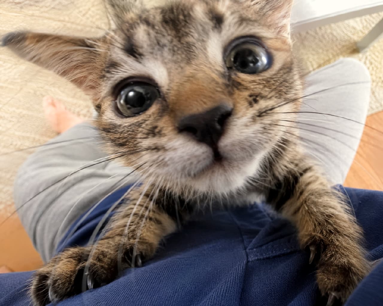 「「ねえねえ、それ何ニャ？📸」好奇心が抑えきれなくてドアップになっちゃった子猫が可愛すぎる😂💖 #猫好きさんと繋がりたい #ドアップ #キジトラ #子猫のいる生活 #おもしろ猫 #子猫」Ultra-realistic high-quality photograph taken with a wide-angle perspective, showing a curious tabby kitten resting its paws on a person's blue lap and staring extremely closely into the camera lens. The funny, distorted proportion highlights its big eyes and nose. Wooden floor is visible in the background. キジトラ模様の子猫が、飼い主と思われる人物の青い服を着た膝の上に前足を乗せ、カメラのレンズを至近距離で覗き込んでいる広角レンズ風の高画質写真。遠近感が強調され、巨大化した鼻とクリクリの大きな目がコミカルな変顔を作り出している。背景にはフローリングと人物の足が写り込んでおり、猫の旺盛な好奇心が伝わる臨場感あふれる構図