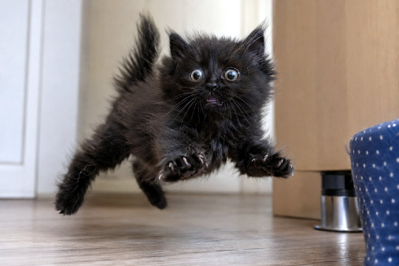 「にゃんてこったー！！🙀 驚きすぎて重力を忘れた忍者猫、見事に宙を舞うの巻🐈‍⬛💨 #黒猫 #躍動感 #猫のジャンプ #猫好きさんと繋がりたい #キジトラ #子猫のいる生活 #おもしろ猫 #子猫」Ultra-realistic high-quality photograph capturing a fluffy black kitten mid-air in a startled jump. All four paws are off the wooden floor, claws extended, with wide-open eyes and a slightly open mouth showing pure shock. Wooden furniture and a blue polka-dot cushion are in the blurred background. ふわふわの被毛を持つ黒い子猫が、何かに驚いて空中に大きくジャンプしている決定的な瞬間を捉えた高画質写真。四肢を大きく広げ、爪を立て、目をまん丸に見開いて口を少し開けたパニック状態の表情がコミカル。フローリングの床の上で完全に宙に浮いており、背景には木製のドアや青い水玉模様のクッションがボケて写っている