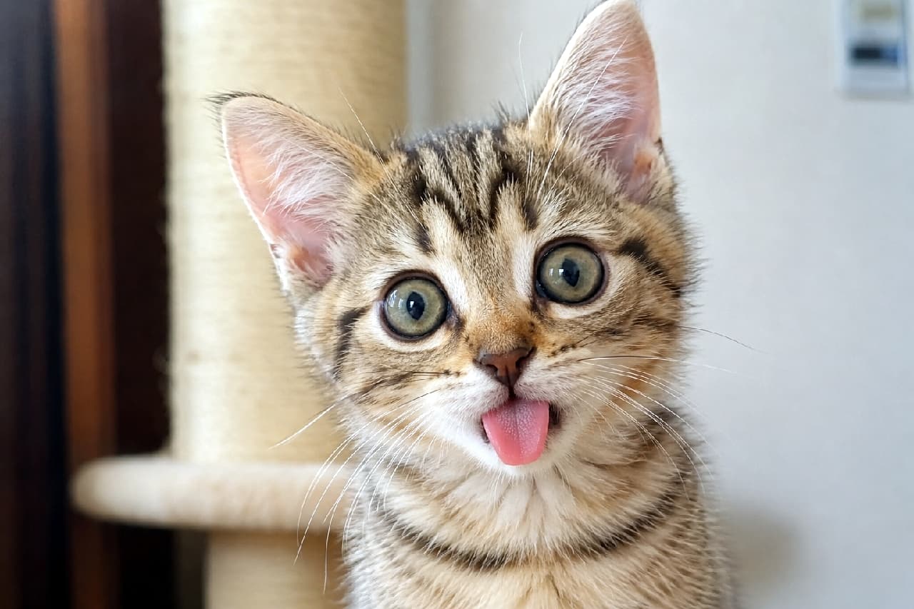 「舌ベロンのままフリーズ中…😂何か面白いものでも見たのかな?この顔、一日中見ていられる🐈💕 #猫の表情 #舌ペロ」An ultra-realistic high-quality photograph of a tabby kitten looking straight ahead, frozen with its pink tongue sticking out completely. Its large, round eyes, pink tongue, and white whiskers are emphasized, making it humorous and adorable. The background is a blurred interior scene. 真正面を向き、舌を思い切りペロンと突き出したまま固まったキジトラの子猫の表情。大きな丸い目と、ピンク色の舌、白いひげが強調されており、ユーモラスで愛らしい。背景はボケた室内の様子