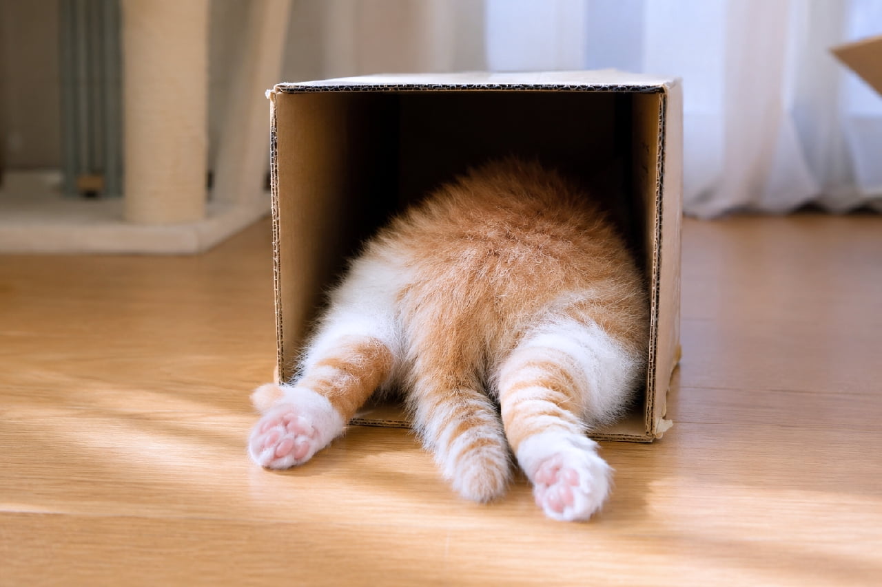 「頭隠して尻隠さず！📦 魅惑のモフモフお尻とピンクの肉球が丸見えになっちゃってますよ〜🫣🍑 #茶トラ白 #猫と段ボール #おしり #ねこすたぐらむ #子猫のいる暮らし #猫好きさんと繋がりたい #キジトラ #子猫のいる生活 #子猫」Ultra-realistic high-quality photograph of an orange tabby and white kitten diving headfirst into a cardboard box on a wooden floor. Only its fluffy butt, striped tail, and pink toe beans are sticking out in a comical "head hidden, bottom exposed" pose. フローリングの床に置かれた段ボール箱に頭から勢いよく突っ込み、お尻と後ろ足だけが外に飛び出している茶白子猫の高画質写真。見事なピンク色の肉球とシマシマのしっぽが愛らしく、「頭隠して尻隠さず」を地でいく変なしぐさがユーモアたっぷり